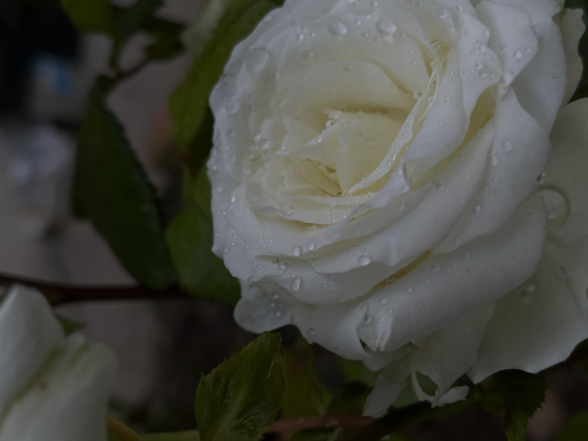 This is a close-up photograph of a white rose, partially in bloom and covered in water droplets. The rose is the primary subject, with its delicate petals unfurling. Water droplets of various sizes are scattered across the petals, catching the light and adding a glistening effect. The background is dark and out of focus, with hints of green leaves and branches, suggesting it is an outdoor setting, likely a garden. A smaller, also white, flower is partially visible in the lower left corner, slightly blurred. The lighting appears soft, possibly indicating an overcast day or early morning. The overall mood is serene and natural. No text is visible in the image. The location context is Novopokrovskaya, Russia.
