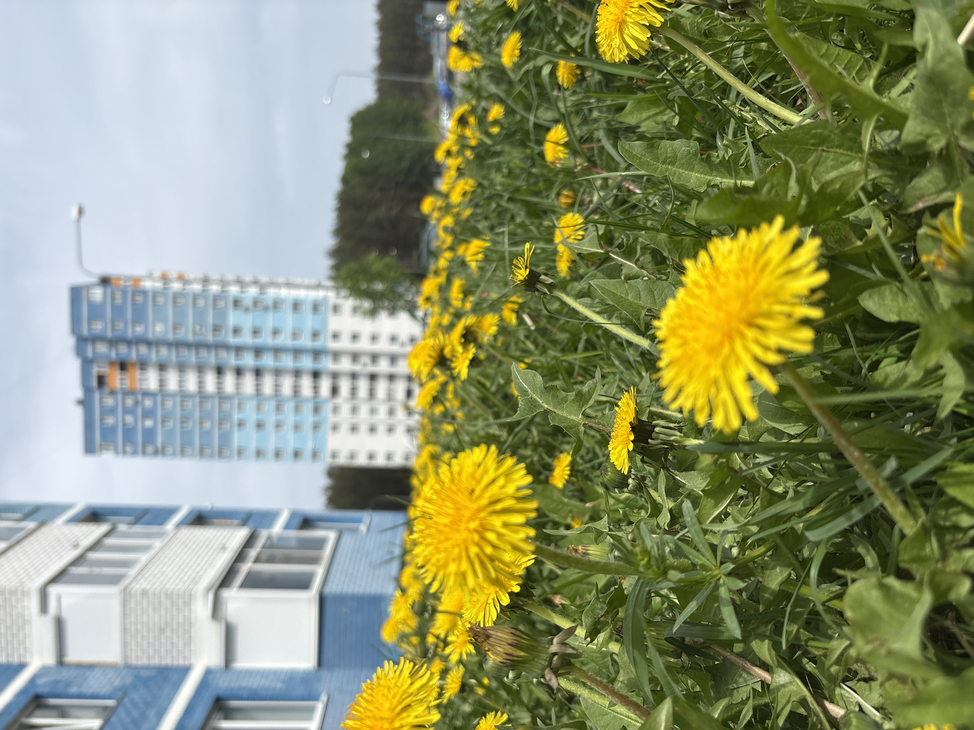 The image shows a field of dandelions in front of a building complex. The location is Izhevsk, Russia. In the foreground, numerous yellow dandelion flowers are mixed with green grass. In the background, two blue and white buildings can be seen. A line of trees is positioned behind the buildings, and the sky is overcast.