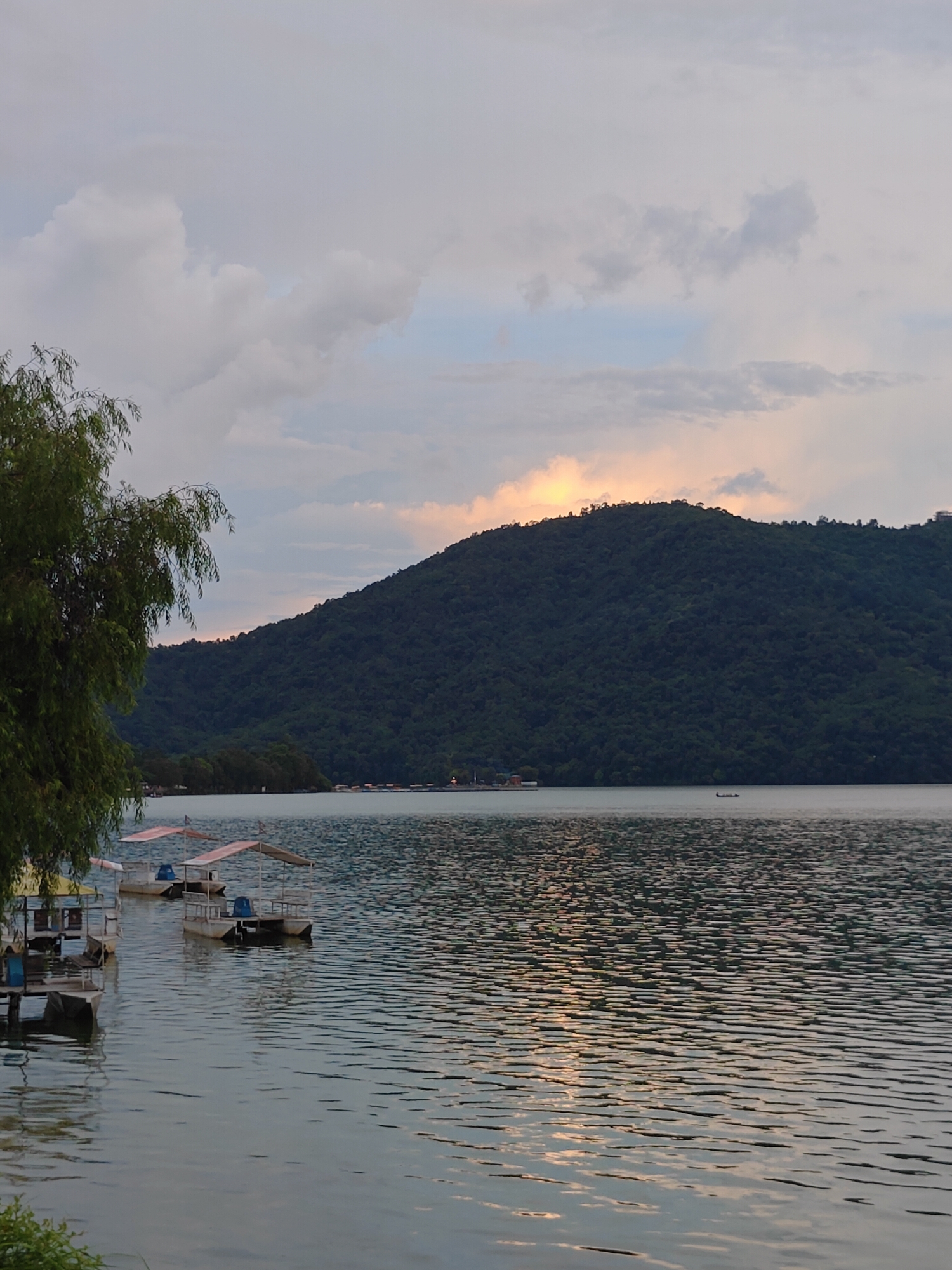 This is a vertical, medium shot photograph taken from the edge of a body of water in Pokhara, Nepal, likely Phewa Lake, at dusk. The sky is filled with soft, diffused light and scattered clouds, with a hint of warm sunset colors peeking through the clouds over the distant mountain. The water in the foreground is rippled, reflecting the muted sky and a warm glow.
In the middle ground, several small, flat-bottomed boats are moored or anchored near the shore. These appear to be paddle boats or small motorboats, each equipped with a canopy for shade. One boat on the far left has a yellow canopy, while others have red or pink canopies. There are no people clearly visible in the boats.
The background is dominated by a large, verdant mountain covered in dense trees. The slopes of the mountain rise steeply from the water's edge. Along the distant shoreline at the base of the mountain, there are hints of buildings, suggesting a settlement or town.
On the far left of the frame, a portion of a large tree with drooping branches and green leaves partially obscures the view of the boats and the water. The overall atmosphere is serene and tranquil, characteristic of a lakeside scene at the end of the day.