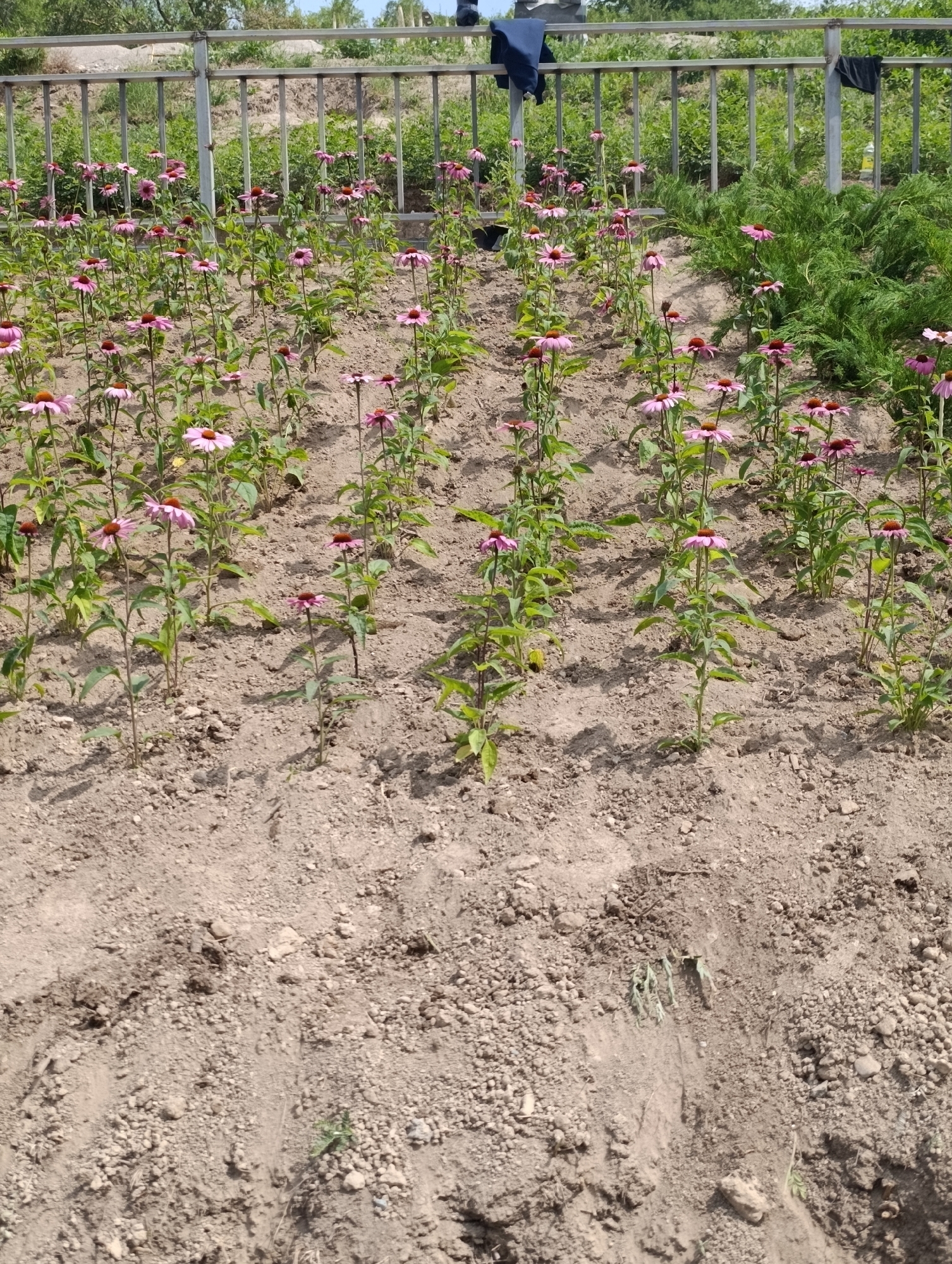 In Almaty, Kazakhstan, a garden bed is filled with rows of Echinacea flowers, commonly known as coneflowers, blooming in various stages of development. The flowers, with their distinctive pink petals and prominent central cones, are planted in rich, dark soil. Behind the flowers, a metal fence runs horizontally, separating the garden from a lush green backdrop of bushes and trees. The scene is illuminated by bright sunlight, casting shadows on the soil. Two dark-colored garments, possibly clothing, are draped over the fence. A clear plastic bottle is also visible near the fence.