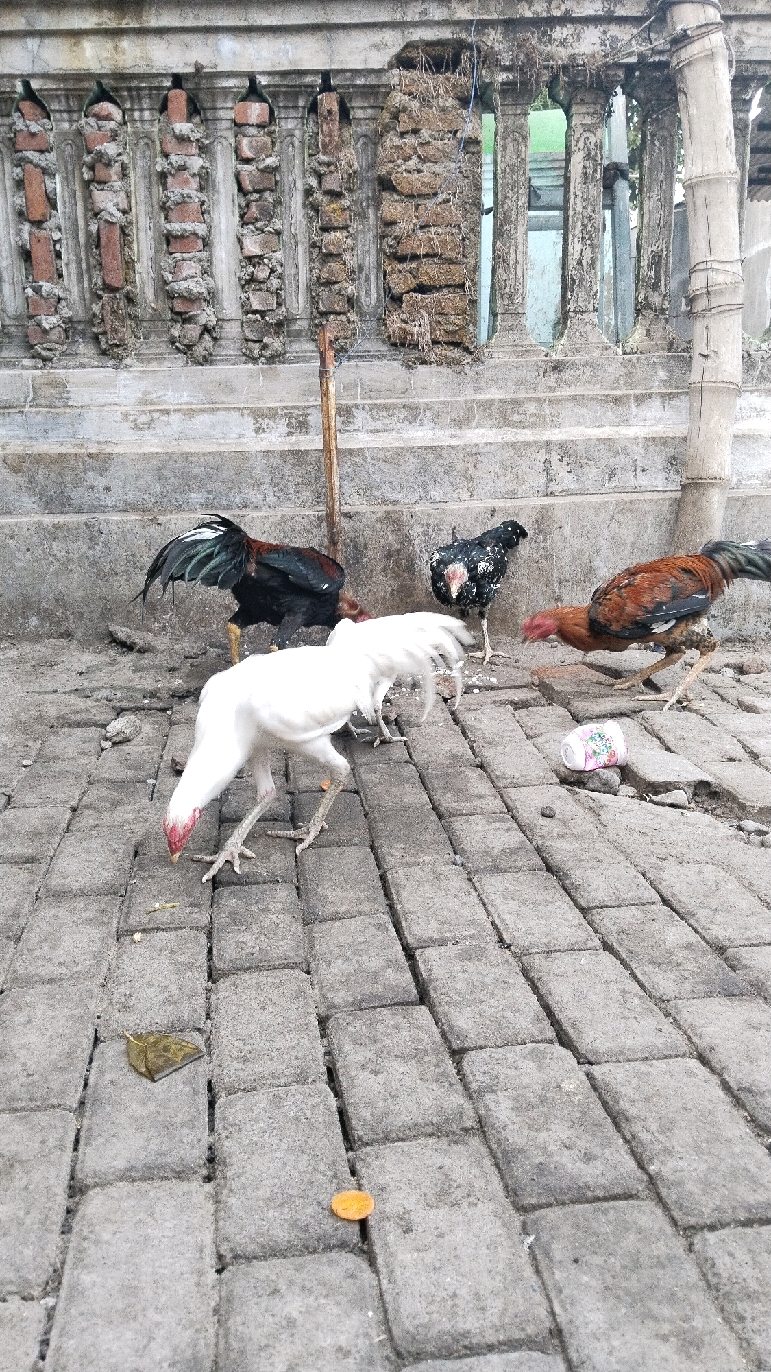 In Diwek, Indonesia, a group of chickens are gathered on a paved surface made of gray bricks. A white rooster with a red comb and wattles is in the foreground, bending down to peck at something on the ground. Behind it, a black and white speckled hen stands with its head down. To the left, a black rooster with a red comb and green and black tail feathers is also visible. Further to the right, a brown and black rooster with a red comb is standing. The chickens are on a paved area in front of a weathered concrete wall with an ornamental railing made of bricks and concrete. A thin wooden pole stands near the wall. A discarded paper cup with a colorful design lies on the bricks.