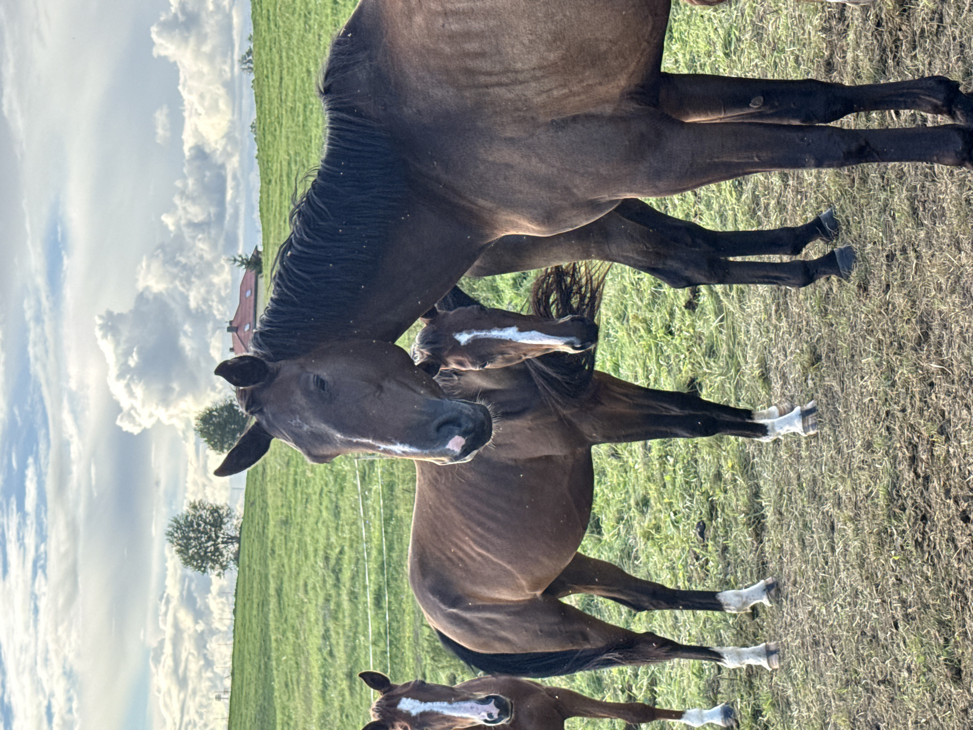 A group of four brown horses are standing in a grassy field under a cloudy sky. Three of the horses are clearly visible, with the fourth horse partially obscured behind them. One horse in the foreground, facing the camera, has a white blaze on its face. The horses are in an outdoor environment with a green field, some trees in the background, and a house visible on a hill. The ground is a mix of dry dirt and grass. The image appears to be taken in the city of Galinė, Lithuania.