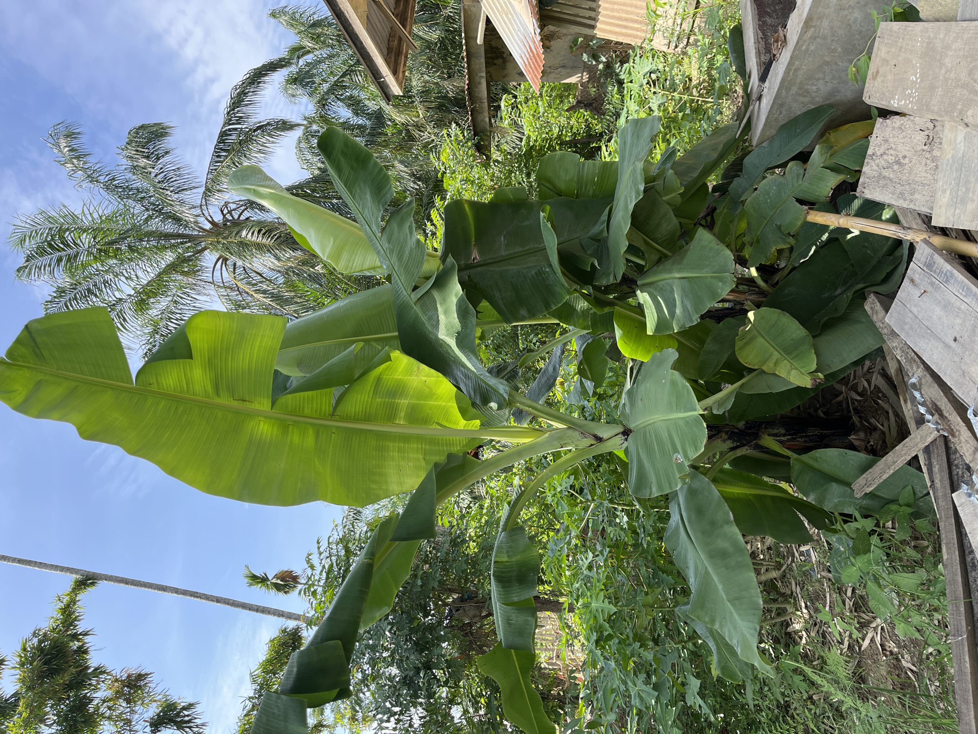 In Kota Kuala Simpang, Indonesia, a cluster of banana plants dominates the foreground of this outdoor scene. The plants exhibit large, vibrant green leaves, some of which are catching the sunlight. Behind the banana plants, a dense arrangement of various green foliage fills the midground, creating a lush, natural environment. In the background, taller palm trees reach towards a clear blue sky dotted with a few wispy clouds. To the right, a section of a rustic wooden building with a corrugated metal roof is partially visible, suggesting a residential or utilitarian structure in close proximity to the vegetation. The ground beneath the banana plants is covered with dry leaves, twigs, and a few pieces of discarded wooden planks, indicating a somewhat unkempt or natural setting. The overall impression is one of a tropical, verdant landscape.