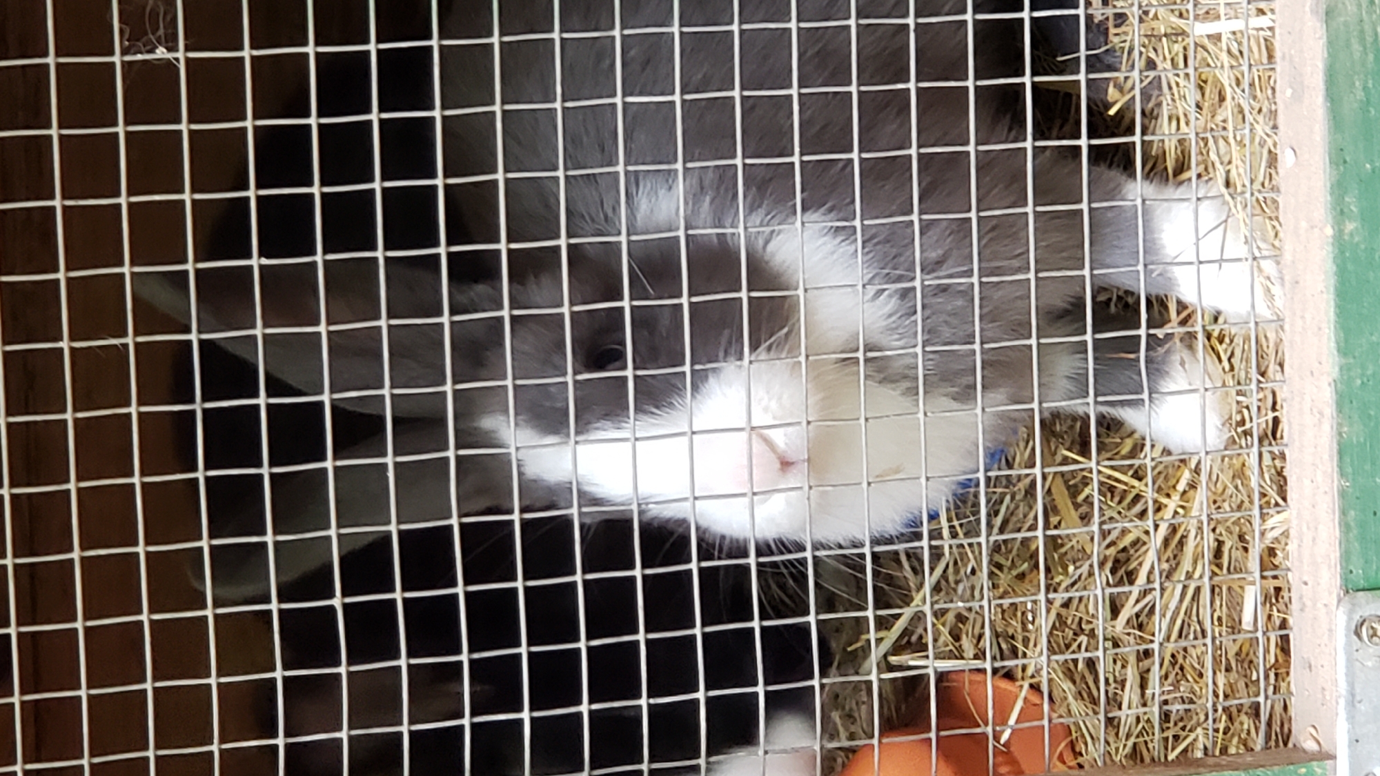 A close-up, eye-level shot shows a rabbit peering through a wire cage in Prešov, Slovakia. The rabbit, primarily grey with white markings on its face and chest, has its nose and eyes visible. The cage bars create a grid pattern across the image. The background is dark, but some straw bedding is visible on the ground of the cage. A small orange object, possibly a food bowl or toy, is partially visible to the left.