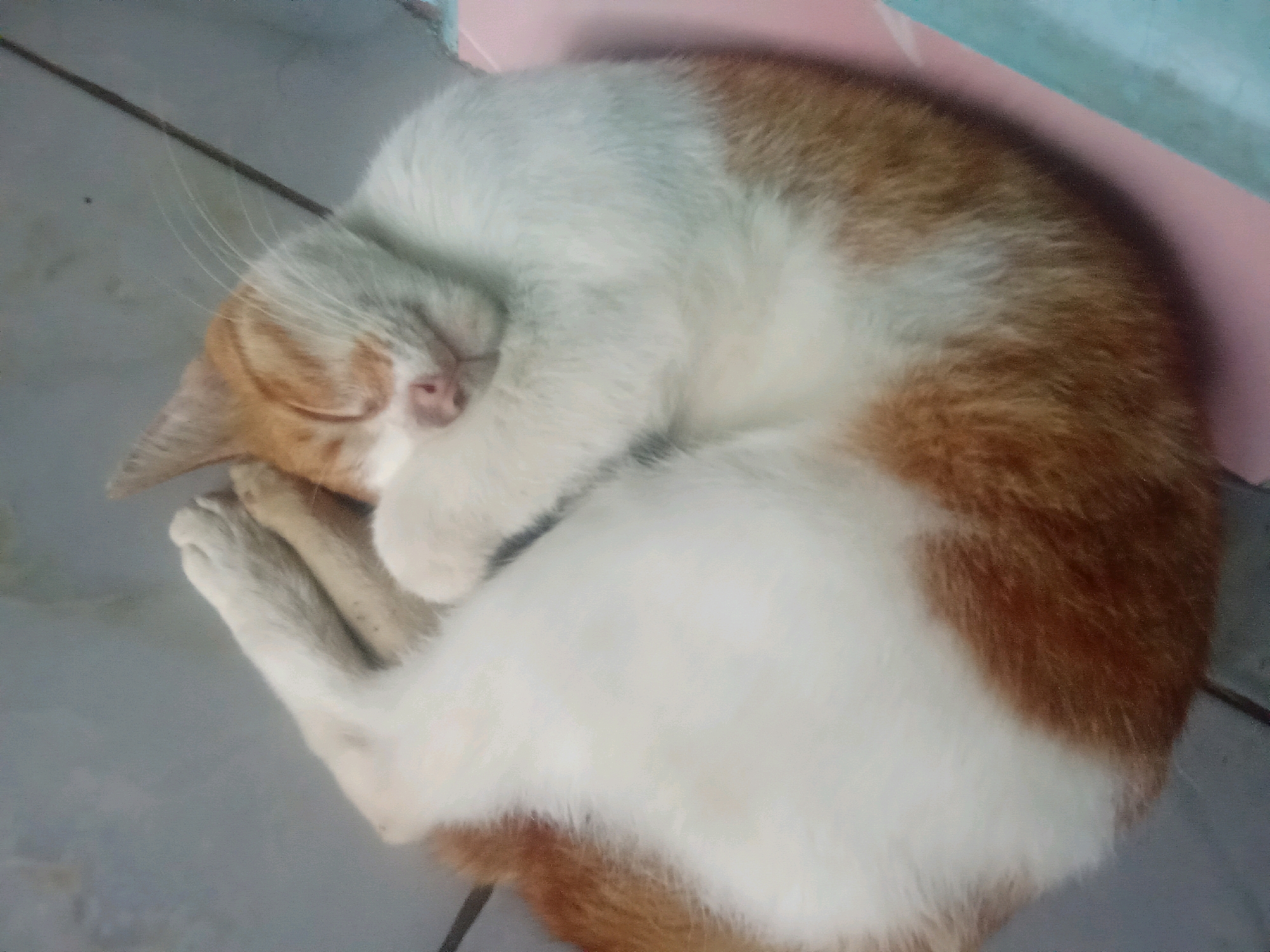 In Cempaka, Indonesia, an orange and white cat is curled up sleeping on a gray tiled floor. The cat is lying on its side, with its head tucked into its body. Its paws are tucked underneath it, and its tail is wrapped around its body. The cat's eyes are closed, and its ears are perked up. A pink and light blue object is visible in the upper right corner of the image. The scene is dimly lit.