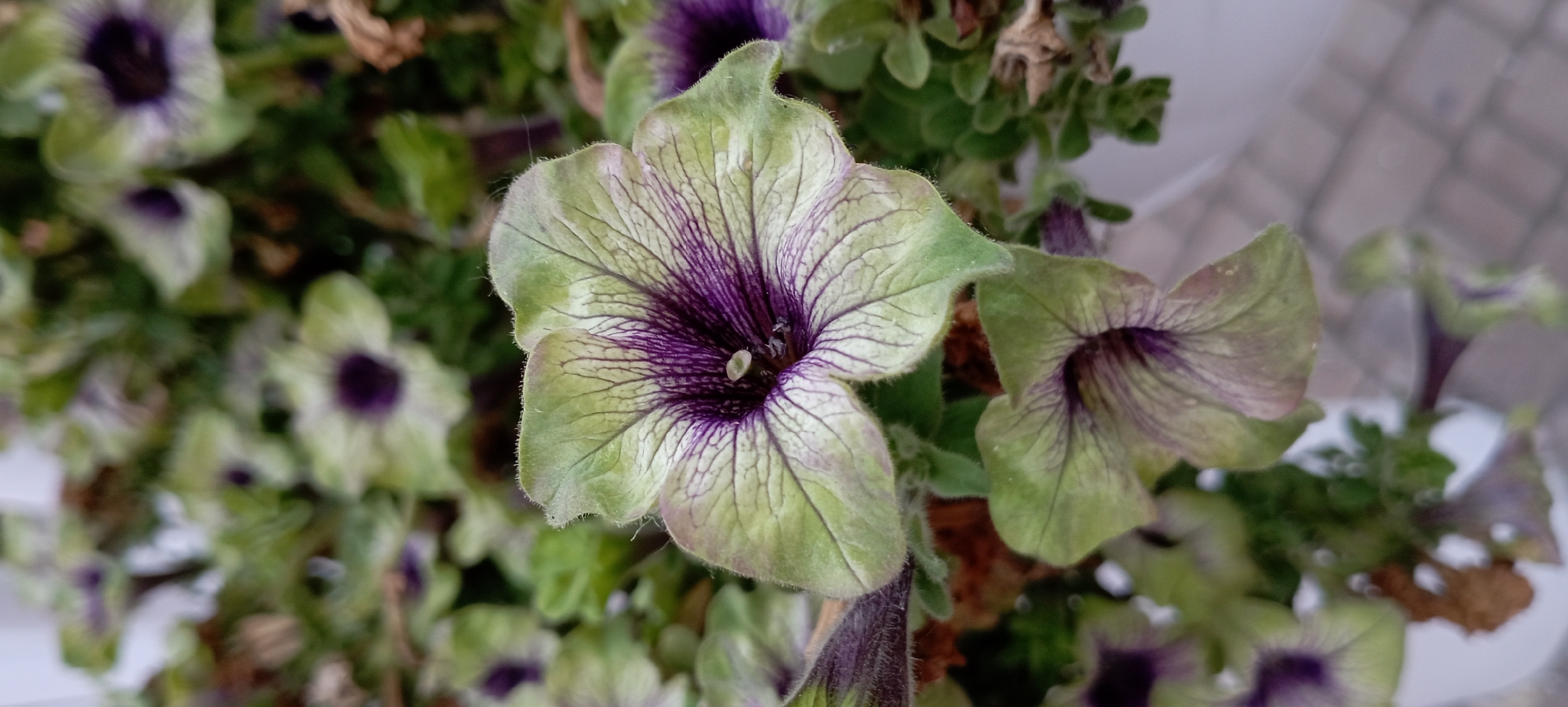 The image is a close-up, vertical shot of pale green petunias with dark purple veining. The foreground flower is in sharp focus, showcasing its delicate, ruffled petals and the intricate pattern of veins radiating from the center. The flower's center is a deep, velvety purple. The background is softly blurred, revealing more of the same flowers and green foliage, suggesting a garden or planter. The overall impression is one of natural beauty and detail. The scene is set in an outdoor environment, possibly a garden or a patio, with hints of a brick-like surface in the lower right corner. There are no people or animals visible in the image.