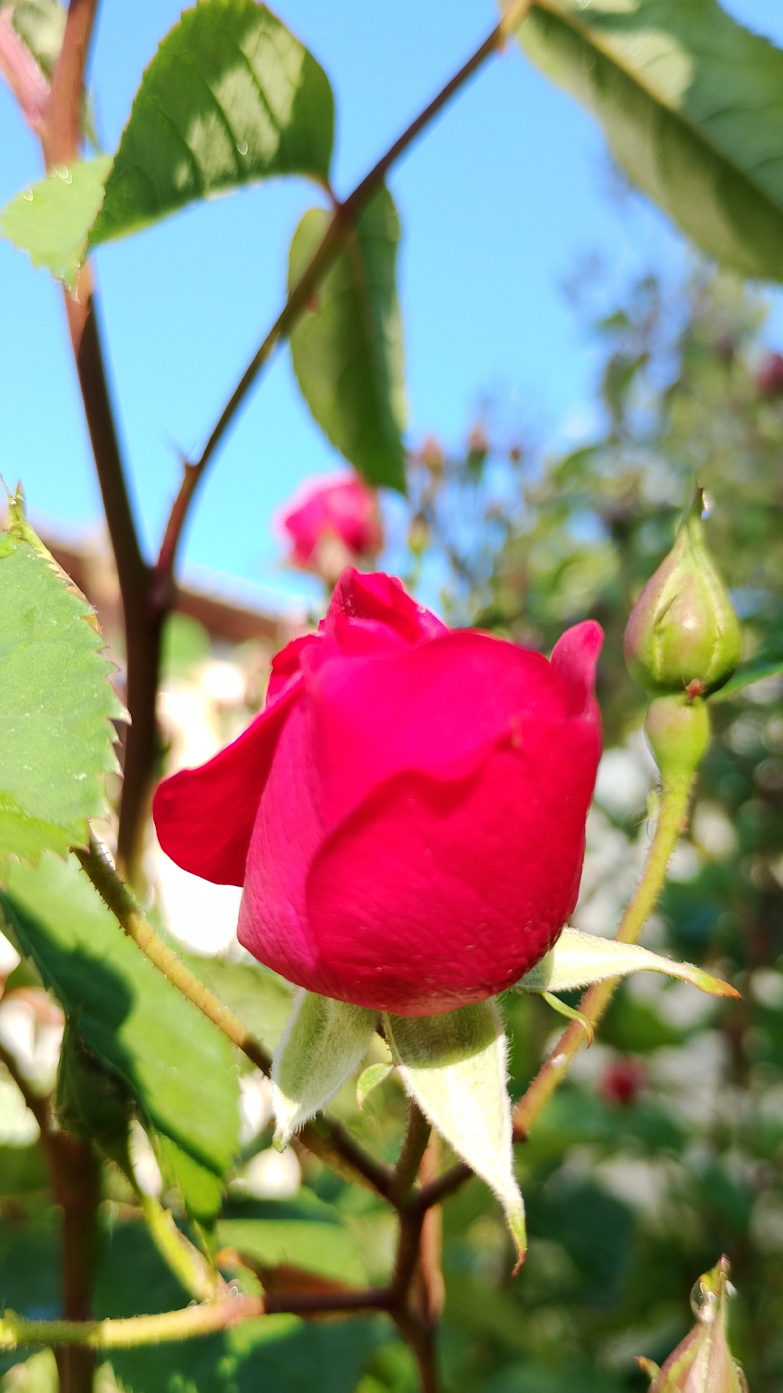 A close-up, low-angle shot focuses on a vibrant pink rosebud partially unfurling against a bright blue sky. The rose is situated in the foreground, with its velvety petals illuminated by sunlight. Behind it, several green leaves with serrated edges are visible, some catching the light and appearing almost translucent. A single green rosebud, still tightly closed, stands to the right of the main rose. The background is softly blurred, showing hints of other rose bushes and foliage, suggesting a garden setting. The overall impression is one of natural beauty and the early stages of a bloom. The image was taken in Smolyan, Bulgaria.