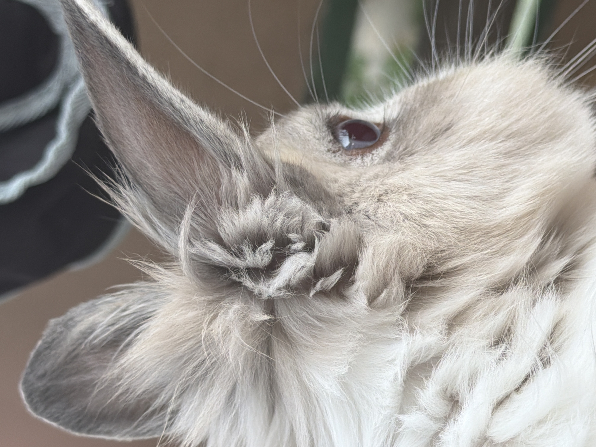 The image is a close-up, side-profile shot of a fluffy rabbit's head. The rabbit has light grey and white fur, with long, prominent ears that are tinged with grey on the outside and a lighter shade on the inside. Its eye is visible, appearing dark with a reddish-brown iris. Long, thin whiskers extend from its snout. The background is softly blurred, showing a dark, textured surface above and a greenish, out-of-focus area below. The image does not provide any information that would indicate its location in Pazardzhik, Bulgaria, or any other specific city.