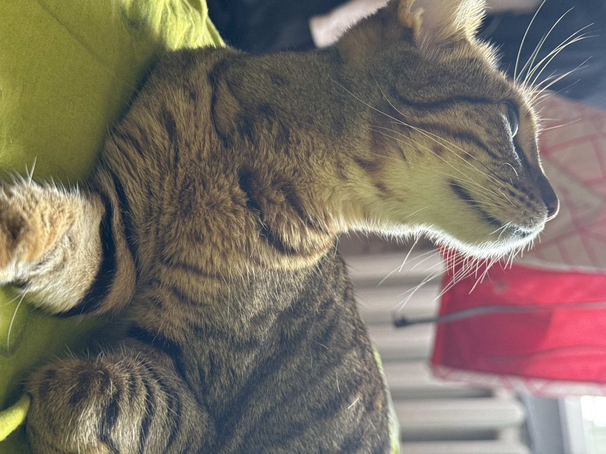 This is a close-up, eye-level photograph of a tabby cat lying on a bright green surface, likely a blanket or cushion. The cat is facing upwards and to the left, with its head tilted. Its fur has a pattern of dark brown or black stripes on a lighter brown or tan background. The cat's whiskers are long and prominent, catching the light. In the background, out of focus, are elements that suggest an indoor setting: a radiator, a window with light coming through, and a blurred red object, possibly a bag or piece of fabric. The lighting appears to be natural, coming from the right side of the frame, creating highlights on the cat's fur and whiskers. There are no people visible in the image. The scene does not provide any specific indicators of its location within the city of Izhevsk, Russia, or any other city.