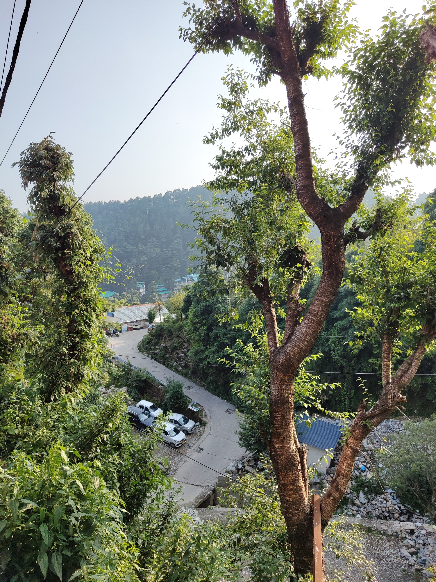 The image shows a winding road in a mountainous area of Haini, India. Four parked cars are visible along the roadside. Buildings are seen in the background and nestled amongst dense trees and vegetation. Powerlines run across the upper portion of the image. A large tree occupies the right side of the frame, while lush greenery fills the left. The overall impression is a scenic view of a village nestled within a natural environment.