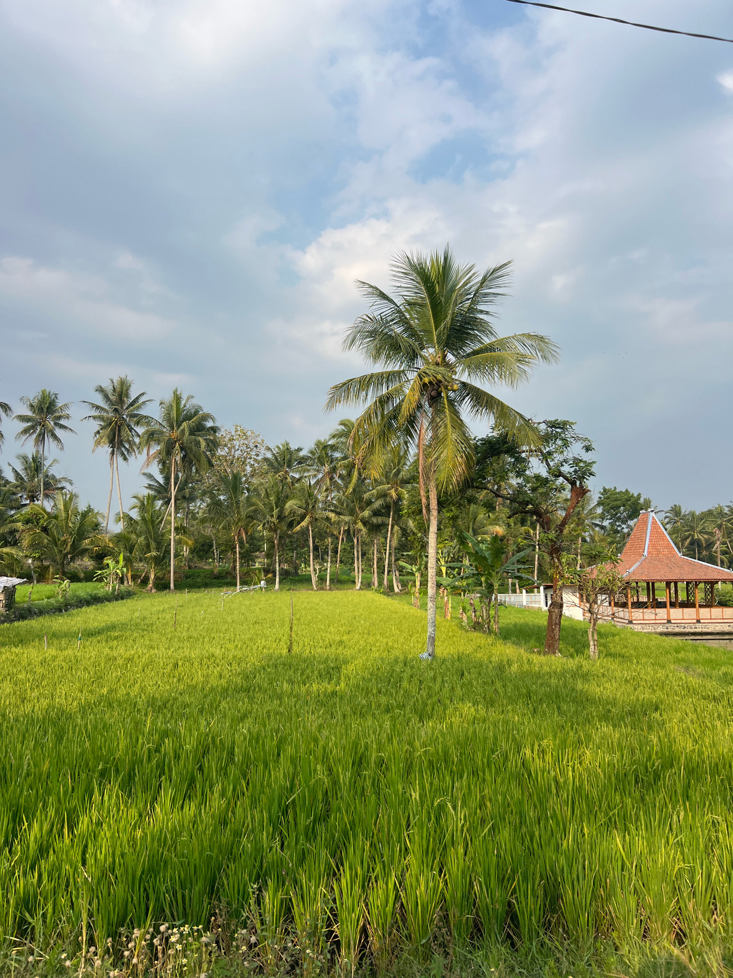 The image depicts a vibrant green rice paddy field in Wukirsari, Indonesia. The field occupies the foreground and midground of the image, with tall stalks of rice swaying gently. In the background, a dense cluster of palm trees forms a lush green canopy. To the right of the frame, a traditional Indonesian pavilion with a distinctive tiered roof stands beside the rice field. The sky above is a mix of blue and white clouds, suggesting fair weather. The overall impression is one of a serene rural landscape. There are no visible people in the image.
