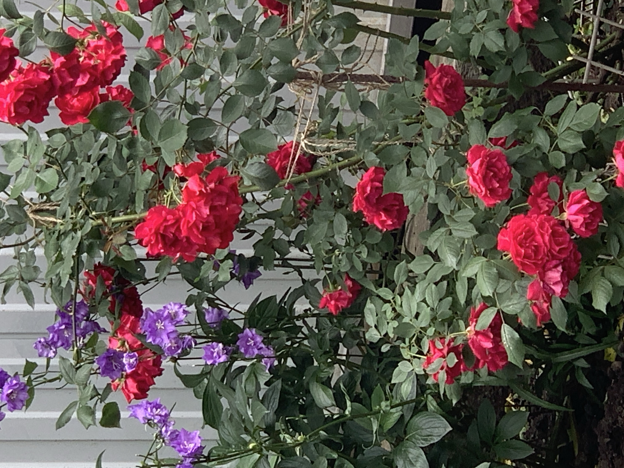 The image shows a bush of red roses with purple flowers intermixed. The roses are in full bloom with many petals. The purple flowers are smaller and have a bell shape. The foliage is green. The flowers are against a background of a light-colored wall. The location appears to be outdoors.