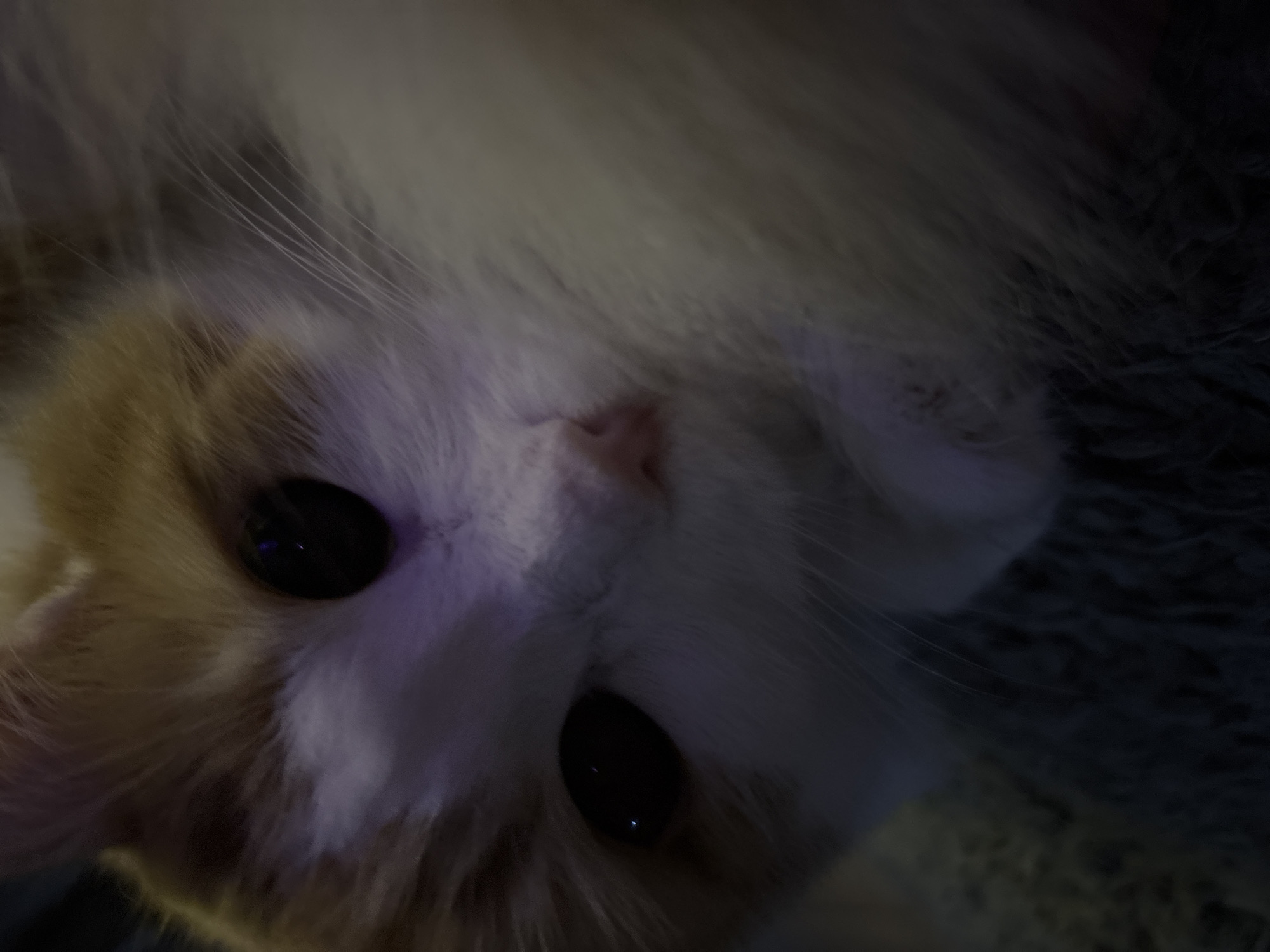 An extreme close-up shot focuses on the face of an orange and white cat lying down. The cat's large, dark eyes are prominent, with reflections visible in them. Its nose is a light pink, and its whiskers are long and white. The fur is a mix of orange and white, appearing soft and fluffy. The lighting is dim, with a purple hue cast on the fur in some areas, possibly from an artificial light source. The background is dark and appears to be a textured surface, possibly a rug or blanket. There are no people or any indication of the cat's location in Zheleznogorsk, Russia.