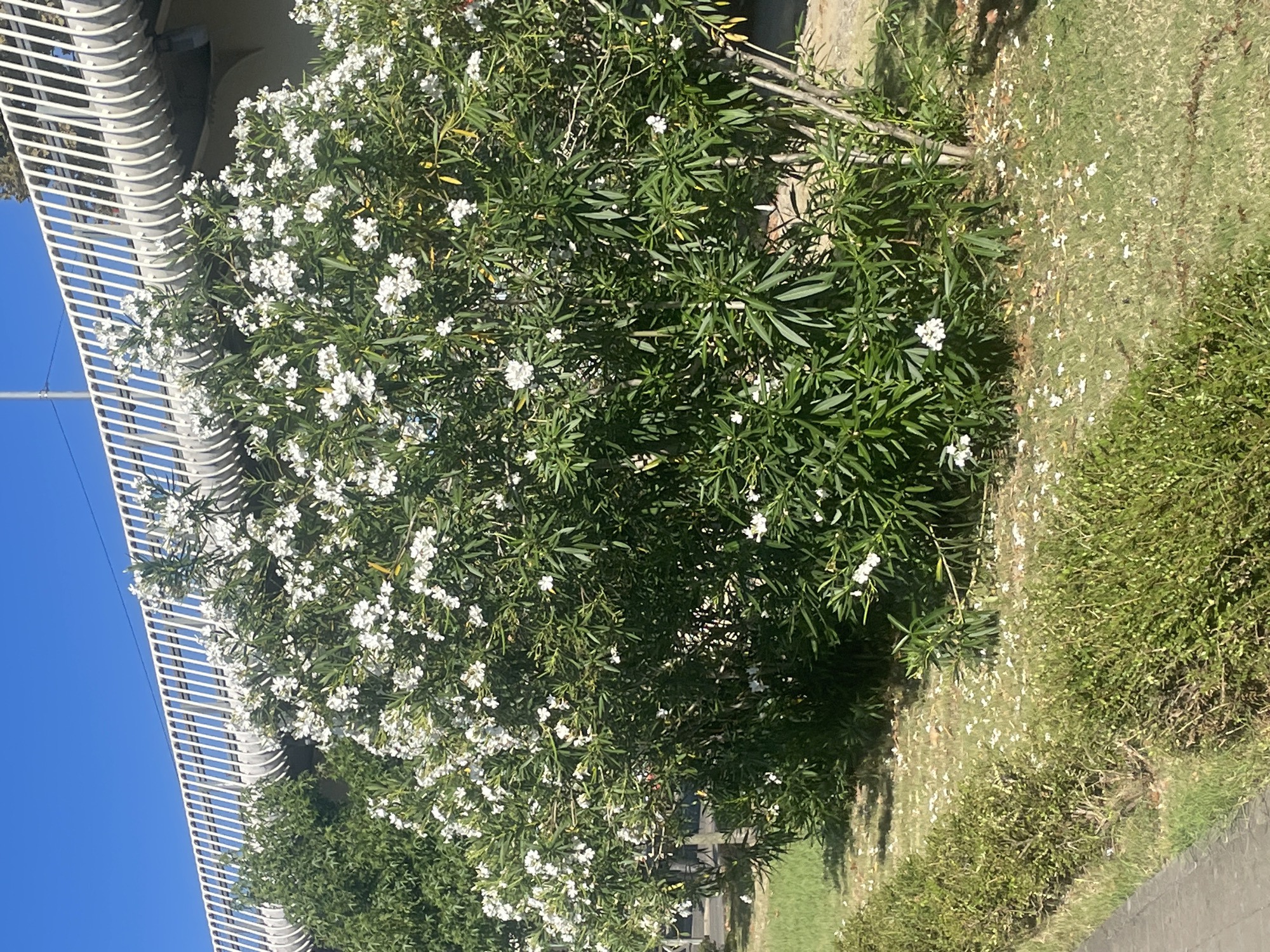 The image shows a lush green bush with white flowers, likely oleander, in full bloom. The bush is situated outdoors, with a clear blue sky overhead and a white, curved structure that appears to be part of a pedestrian overpass or bridge in the background. The ground around the bush is covered with green grass and scattered white petals. To the left of the bush, there is a low, manicured hedge and a paved walkway or road. The scene is brightly lit, suggesting a sunny day. There are no people or animals visible in the image. The location is described as being in the city of Sochi, Russia, an area known for its subtropical climate, which would be conducive to the growth of flowering bushes like oleander.