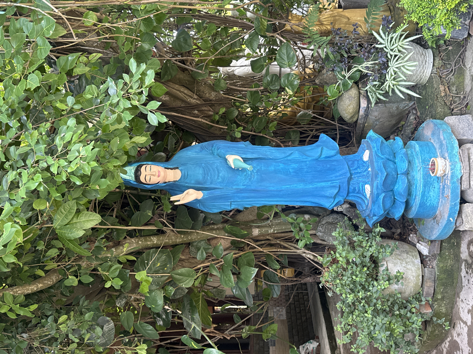 The image depicts a vibrant blue statue of what appears to be Guan Yin, a Bodhisattva in East Asian Buddhism, standing in a lush, green outdoor setting. The statue is positioned centrally, adorned in flowing robes, with one hand raised in a gesture of blessing or protection, and the other holding a slender object. It stands on an ornate blue lotus pedestal, which is supported by a stone base.
Surrounding the statue is a dense canopy of green foliage, with the thick, gnarled trunk of a large tree serving as a prominent backdrop. Various smaller plants and potted greenery are visible at the base of the statue, adding to the verdant atmosphere. Some other statues, including a white one and a golden one, are partially visible in the background, suggesting this might be a spiritual or garden setting. The ground appears to be paved with stone or concrete.
This scene is located at the Linh Phuoc Pagoda in Da Lat, Vietnam. Linh Phuoc Pagoda, also known as the "Glass Pagoda" or "Dragon Pagoda," is famous for its intricate mosaics made from thousands of pieces of broken pottery and glass. The pagoda's grounds are known for their numerous statues and decorative elements, set amidst extensive gardens. The blue Guan Yin statue is a characteristic feature often found within such Buddhist temple complexes in Vietnam.