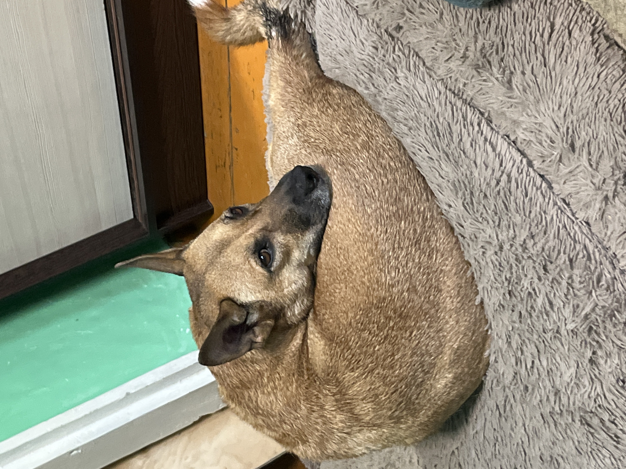 A medium-sized, short-haired, tan dog is curled up on a plush gray dog bed. The dog is lying on its side, with its head resting on its front paws. Its eyes are open, and it appears to be looking to the right. The dog's tail is visible, curled up beside its body. The background is slightly out of focus, showing a wooden floor and a wall painted green and white. The scene appears to be indoors, likely in a home. There is no information available to determine the location in the city of Nizhny Tagil, Russia.