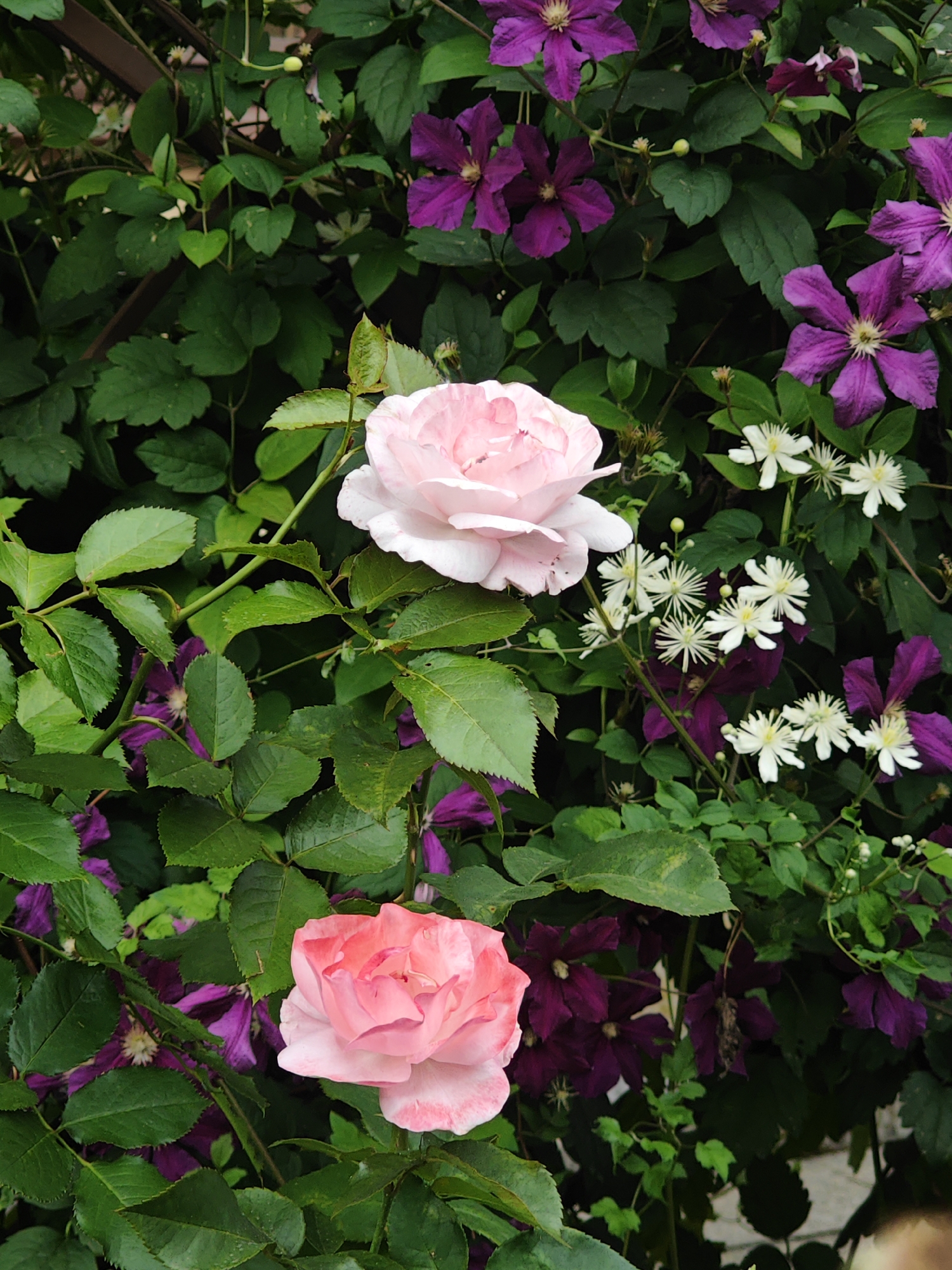Two light pink roses are in the foreground of a garden scene, with a backdrop of dark purple clematis flowers and lush green foliage. The roses appear to be in full bloom, with delicate petals. The clematis flowers are smaller and have a star-like shape. The image is a close-up shot, suggesting it was taken in a private garden or park. The overall impression is one of natural beauty and tranquility. There are no people or animals visible in the image. This scene could be found in many gardens in Pushkin, Russia, a city known for its numerous palaces and parks.