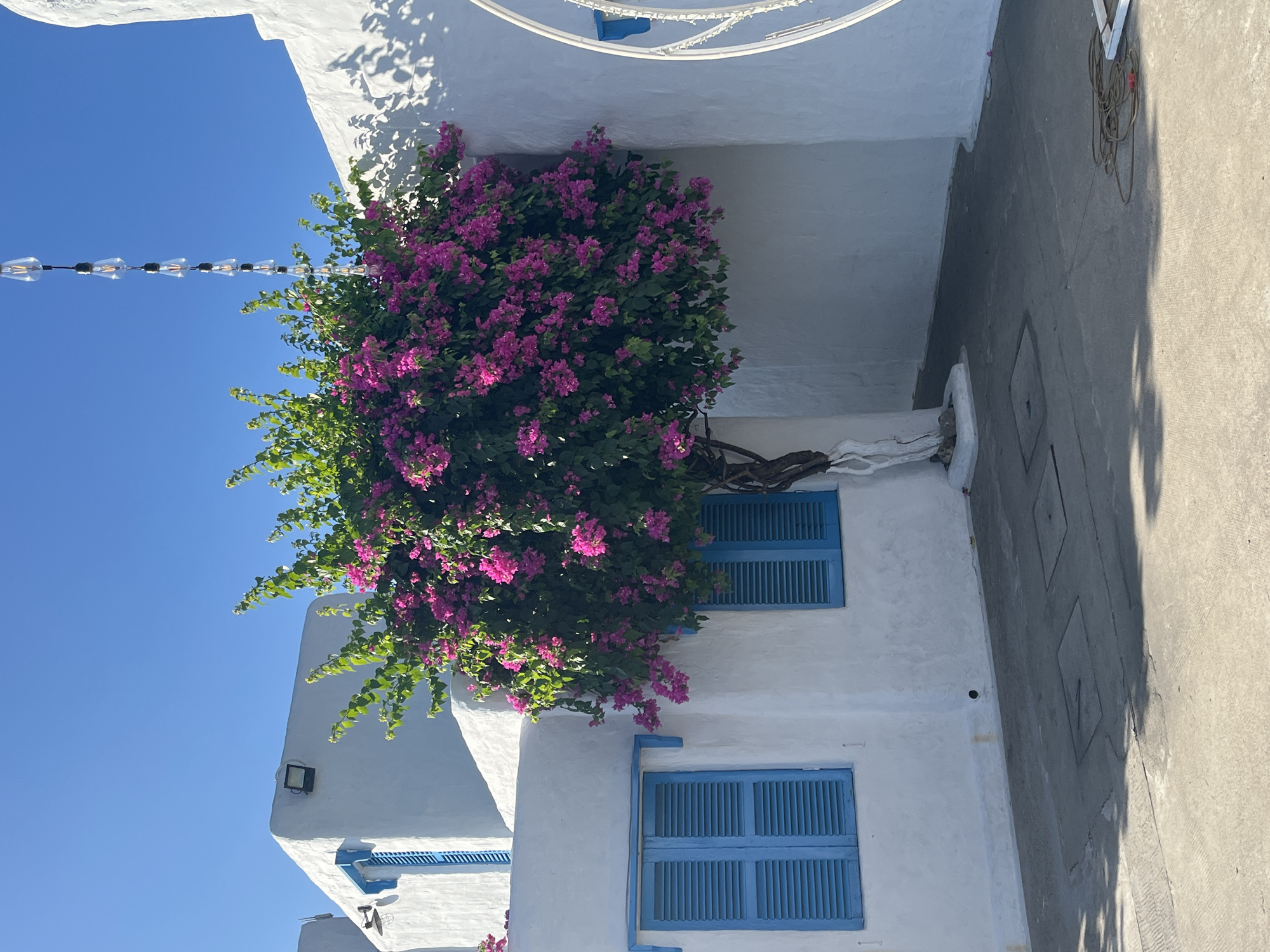 A low-angle shot depicts a white building with blue shuttered windows, covered in a vibrant pink bougainvillea bush. The building's architecture is traditional, with whitewashed walls and simple geometric shapes. A clear blue sky is visible in the background. The photograph is taken during daylight hours, with bright, natural light illuminating the scene. The location is most likely somewhere else other than Da Nang, Vietnam.