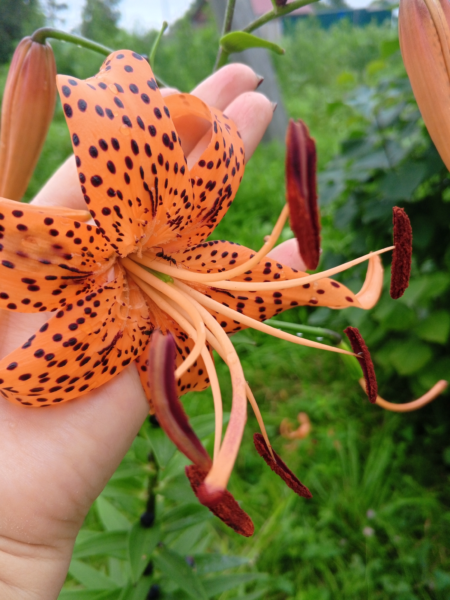 An orange lily with black spots is held in a person's hand. The lily is in full bloom, with its petals unfurled. The stamens of the lily are prominent, with dark brown anthers. Several small ants are visible on the lily's petals and stamens. The background is a blur of green foliage, suggesting the flower is outdoors in a garden or natural setting. The image is a close-up, focusing on the details of the lily and the hand holding it. The lighting is natural and soft, with a slight overcast sky.