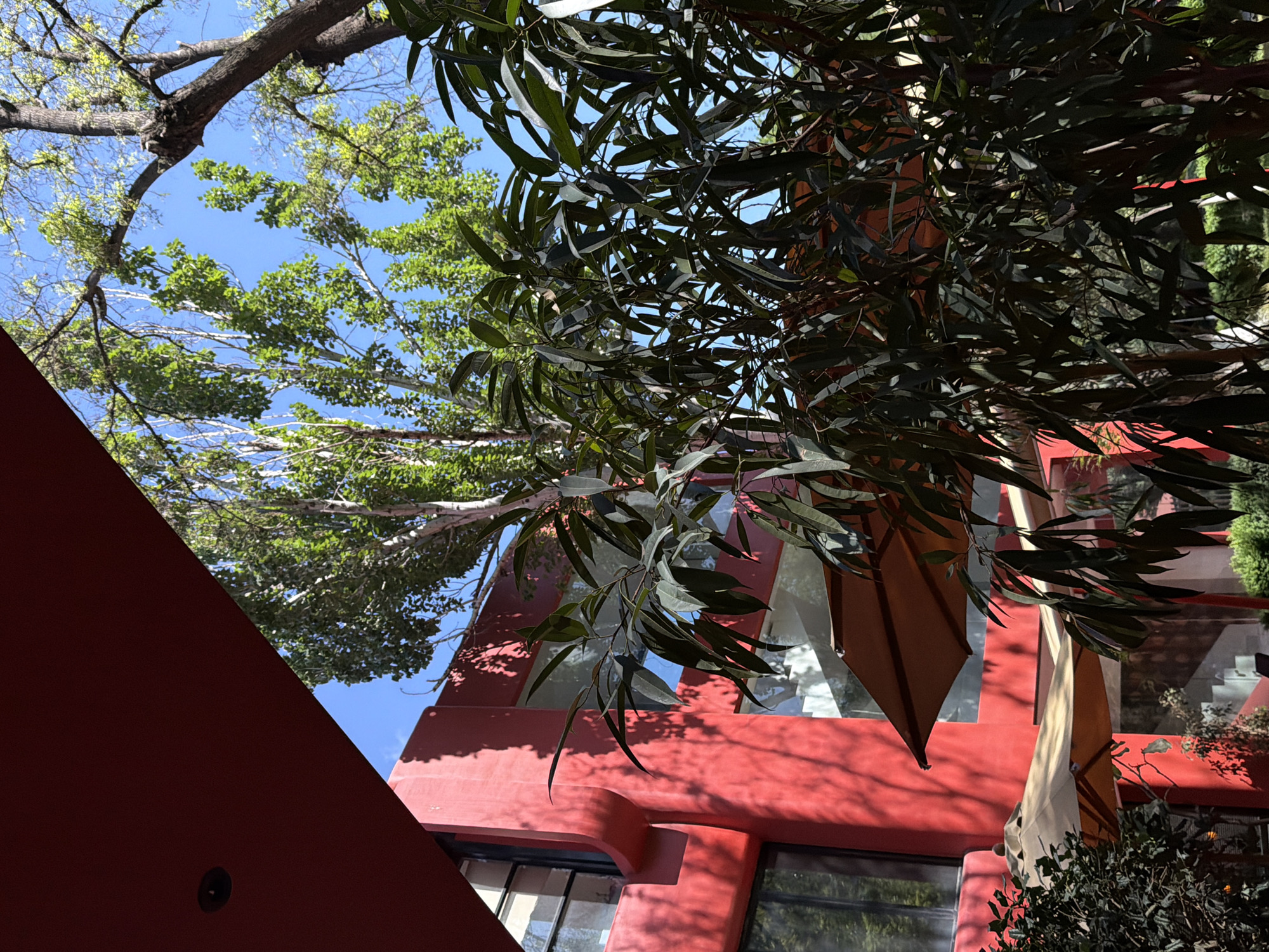Captured from a low angle, the image showcases a vivid red building, partly obscured by branches of green trees. The building's windows are visible on the lower portion of the frame. The sky peeks through the treetops, a clear blue expanse. The picture appears to be taken in Yerevan, Armenia.