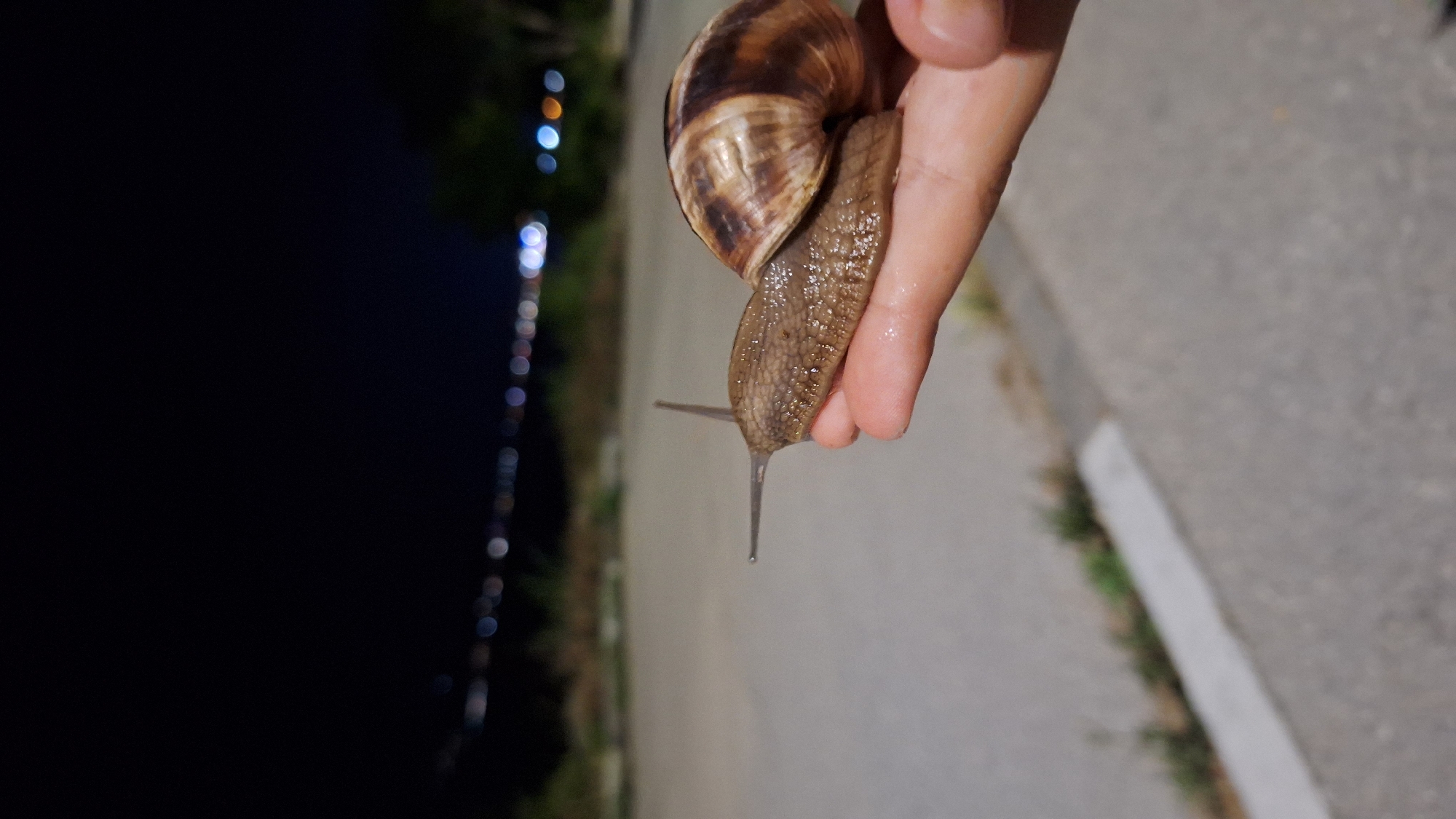 A snail is held on a person's palm in Varna, Bulgaria, at night. The snail is brown with a patterned shell. The background shows blurred lights from the city, indicating an urban environment. The ground appears to be asphalt, with some vegetation visible along the edge.