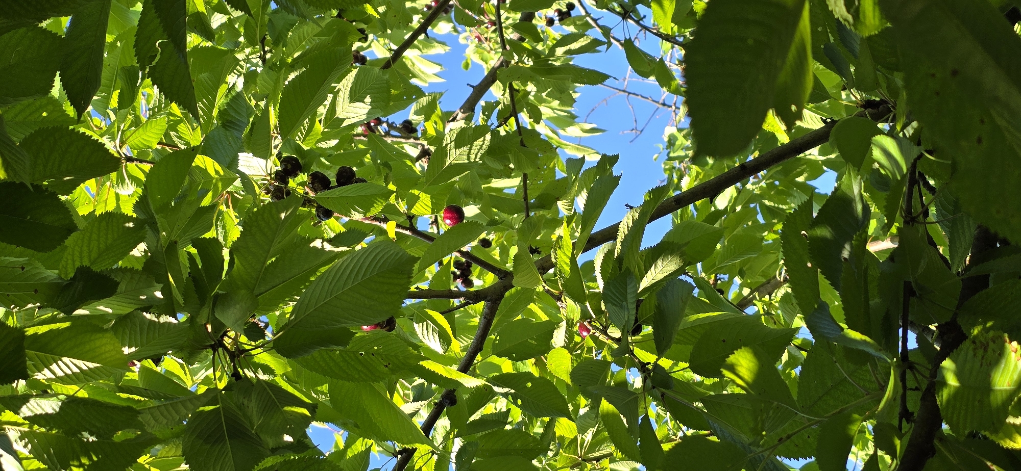 The image shows a close-up view of a cherry tree with green leaves and dark red cherries, seen from below looking up towards a clear blue sky. Sunlight filters through the leaves, creating bright highlights and shadows. Several branches are visible, with clusters of cherries hanging from them. One prominent cherry, bright red and solitary, is positioned slightly to the right of the center. The scene is outdoors, likely in a park or garden, given the presence of a mature tree. There are no people or animals visible in the frame. The specific location within Vratsa, Bulgaria cannot be determined from the image alone.