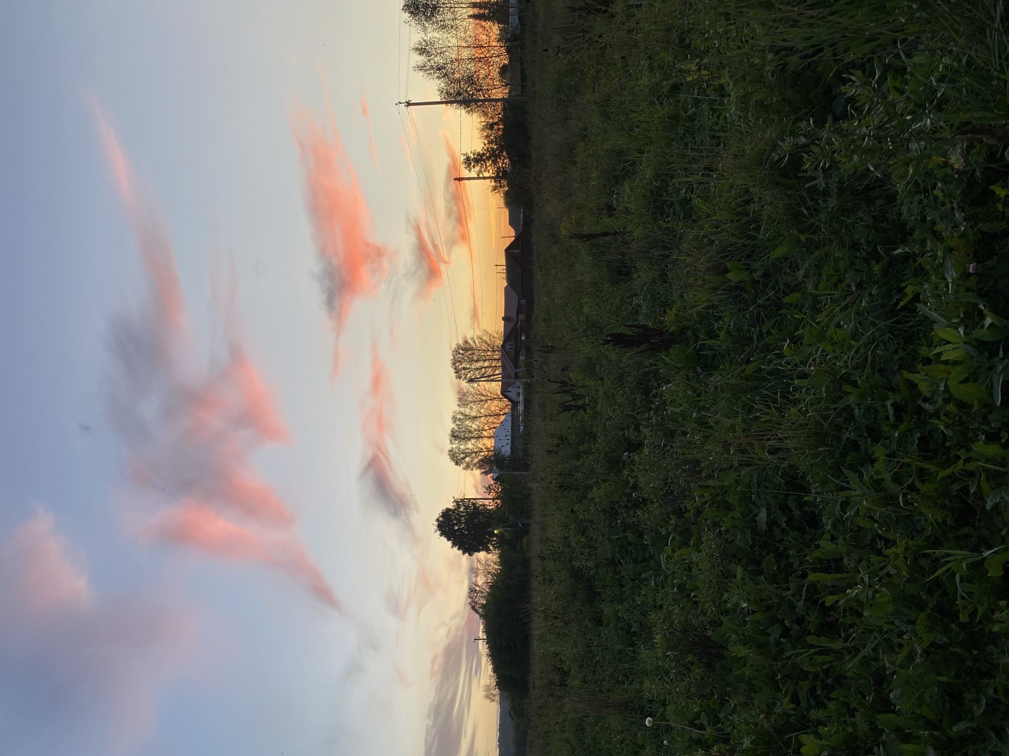 The image depicts a rural landscape at dusk, possibly in the city of Заречный, Russia. The foreground is dominated by a dense field of green grass and vegetation, appearing somewhat overgrown. In the middle ground, a line of trees and bushes separates the field from a cluster of houses and other structures, suggestive of a small village or settlement. Several utility poles with wires are also visible, indicating the presence of electricity infrastructure. The background features a gentle slope or hill on the left, receding into the distance. The sky above is a soft gradient of colors, transitioning from a pale blue at the top to warmer hues of orange and pink near the horizon, where the sun appears to be setting. Wispy clouds, illuminated by the setting sun, are scattered across the sky, adding a dramatic and colorful element to the scene. There are no people or animals visible in the image. The overall impression is one of a peaceful, tranquil evening in the countryside.
