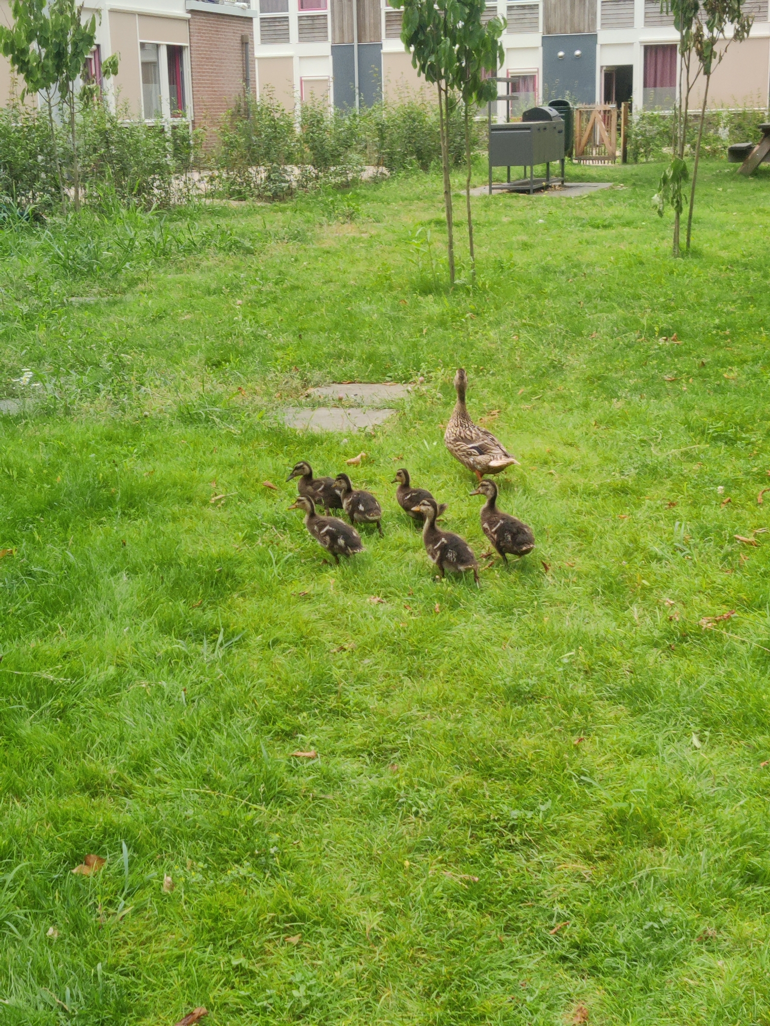 The image shows a family of ducks on a grassy area in front of a residential building. A mother duck, with mottled brown and white feathers, stands slightly behind a group of seven ducklings. The ducklings are small and fluffy, with brown and black markings. They are all facing in the same direction, suggesting they are following the mother duck.
The environment is a well-maintained lawn, with some scattered leaves and patches of clover. In the background, there is a modern apartment building with a light-colored facade, featuring multiple windows and balconies. To the left and right of the building, there are trees and shrubs, indicating a park-like or residential garden setting. A grey barbecue grill and a wooden fence are also visible in the background.
The scene is set in a quiet, suburban environment, likely a residential area in the city of Winterswijk, Netherlands, given the architectural style of the building and the general landscaping. The lighting suggests it is daytime, possibly overcast or late afternoon, as there are no harsh shadows. The overall impression is one of a peaceful, natural moment within an urban landscape.