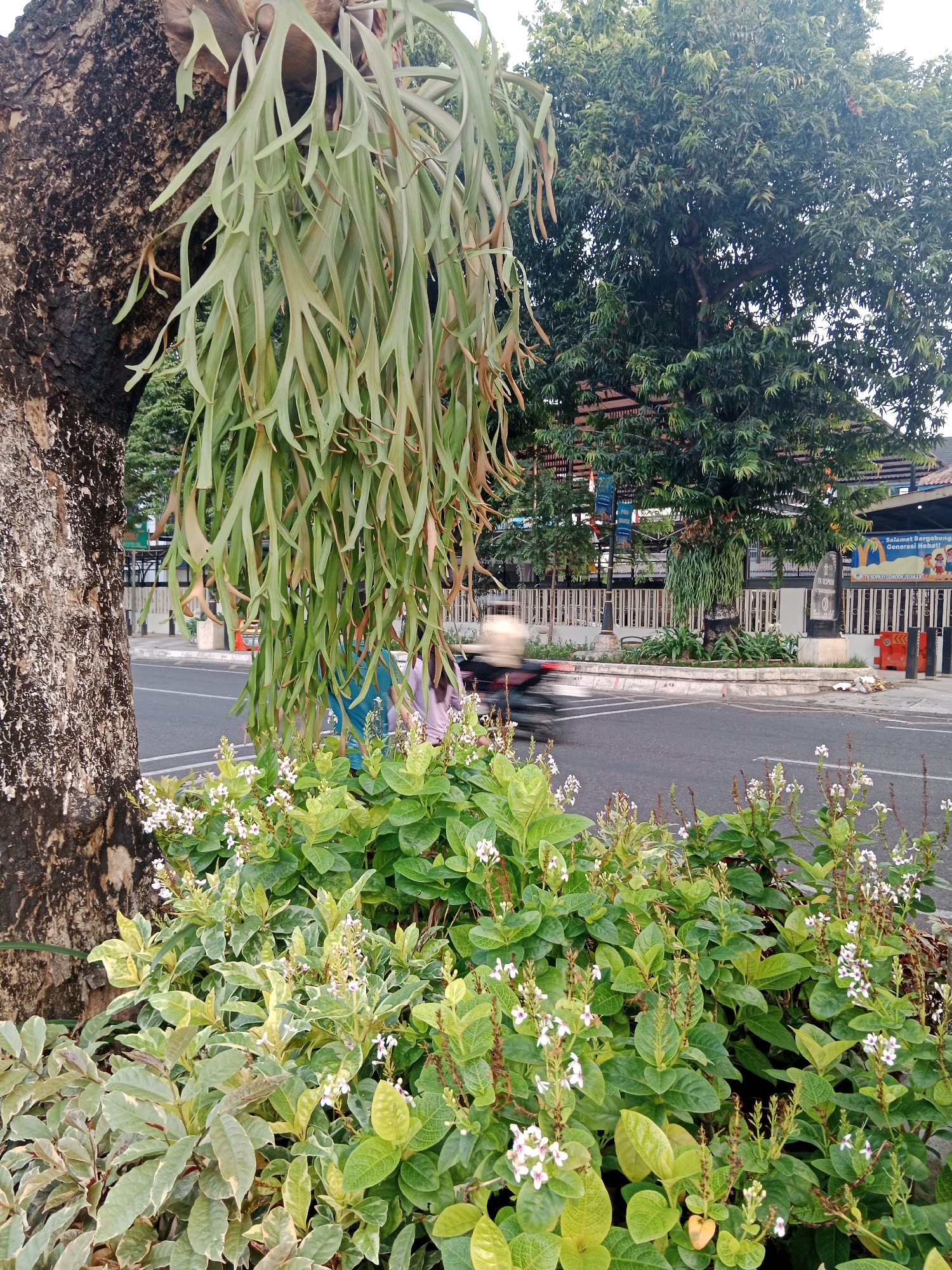 A close-up view captures a lush planting bed in the foreground of a street scene. The bed is filled with vibrant green foliage, dotted with small white flowers. In the upper left, a portion of a large tree trunk is visible, with a staghorn fern growing from its side, its long, frond-like leaves cascading downwards. Behind the planting bed, a paved road stretches horizontally across the image. A blurry, fast-moving motorcycle with a rider is in motion on the road. Beyond the road, a white picket fence encloses an area with trees and buildings. One building displays a banner with Indonesian text, reading "Selamat Bergabung Generasi Hebat!". The scene appears to be located in Yogyakarta, Indonesia.