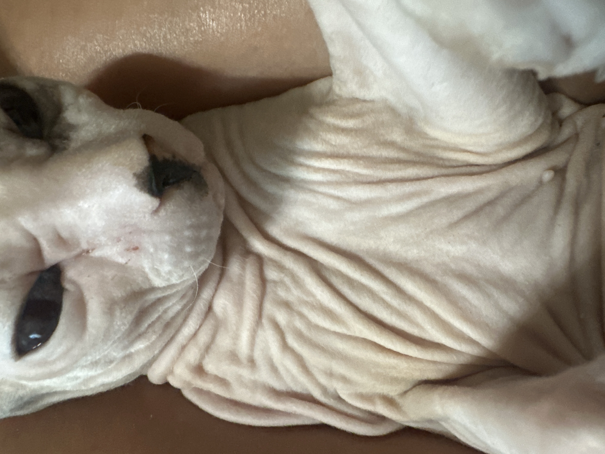 This media file is a close-up, overhead shot of a Sphynx cat lying on a person's skin. The cat, with its characteristic wrinkled skin, is the primary subject. Its face is visible on the left, with dark markings around the eyes and nose, and one dark eye looking towards the viewer. The body of the cat stretches across the frame, with its stomach and chest prominently featured, showing the folds of its skin.
The cat appears relaxed, possibly sleeping or resting, as it is lying on its back. The person's skin provides the background, appearing smooth and warm-toned, with subtle hints of lighting and shadow. There are no other objects or environmental cues in the image that would indicate a specific location, time of day, or weather conditions beyond what can be inferred from the warm, indoor lighting. The overall impression is one of intimacy and comfort, focusing on the texture of the cat's skin and its relaxed state.
There is no visible text in the media file. The scene is very intimate, suggesting a personal moment between the cat and its owner. The focus is entirely on the physical characteristics of the cat and its interaction with the human.