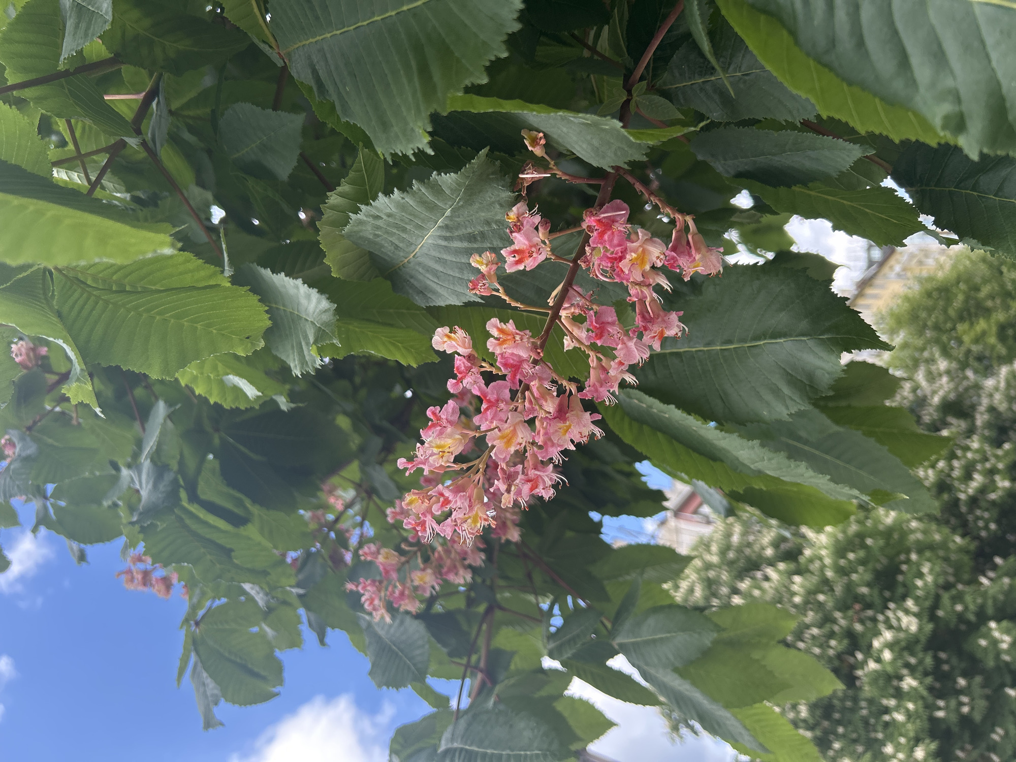 The image shows a close-up view of the foliage and pink blossoms of a tree, likely taken from below. Large green leaves with prominent veins dominate the scene, interspersed with clusters of pink and white flowers. In the background, glimpses of a blue sky with white clouds, as well as the tops of buildings, can be seen. The photo is shot from an angle, looking upwards, giving the impression that the viewer is standing directly underneath the tree. There are no people in the image. The location is unknown.
