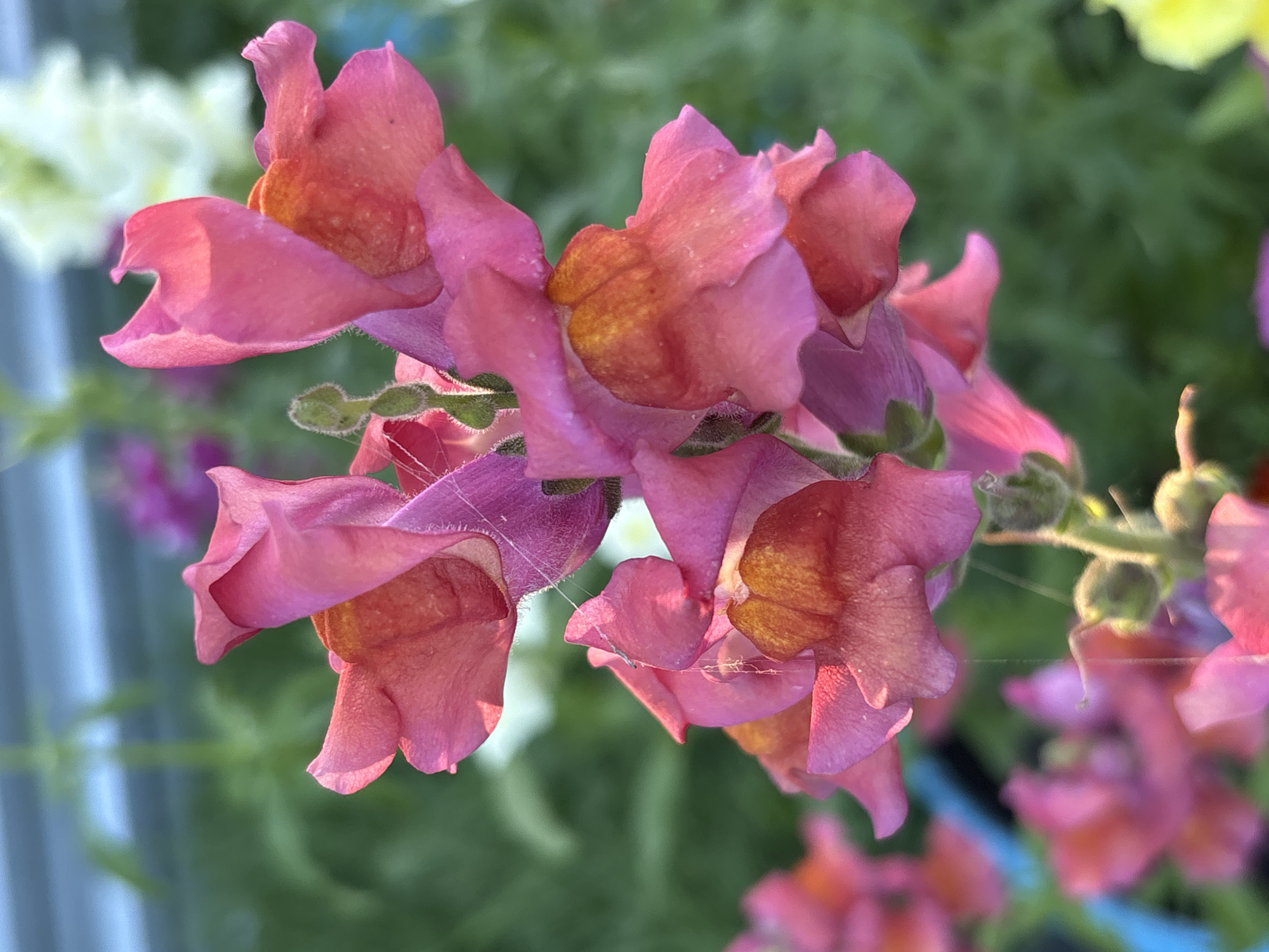 In Ворошиловка, Kazakhstan, a close-up, low-angle shot captures a cluster of pink snapdragon flowers in bloom. The flowers are in focus, with their delicate petals and inner throats, some tinged with orange. The background is softly blurred, revealing hints of other flowers and green foliage. The lighting suggests an outdoor setting during daylight hours.
