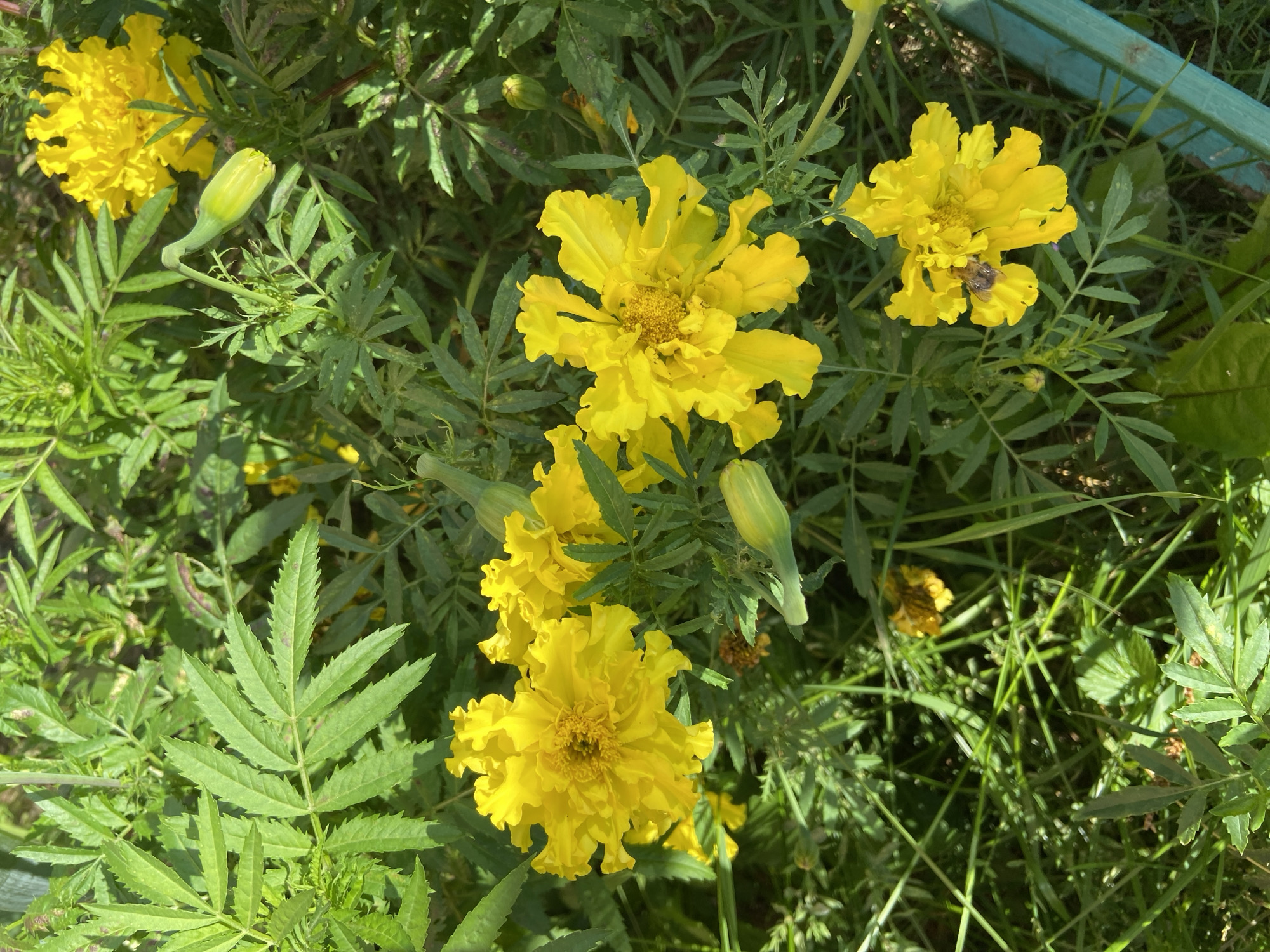 This is a close-up, top-down shot of a cluster of bright yellow marigold flowers and their green foliage, bathed in sunlight. The flowers are in various stages of bloom, with some fully open and others as buds. A small bee is visible on one of the open flowers, appearing to be collecting nectar. The background consists of more green leaves and some grass. A portion of a light blue wooden border is visible in the lower right corner. The scene appears to be an outdoor garden setting. This image was captured in Balashikha, Russia.