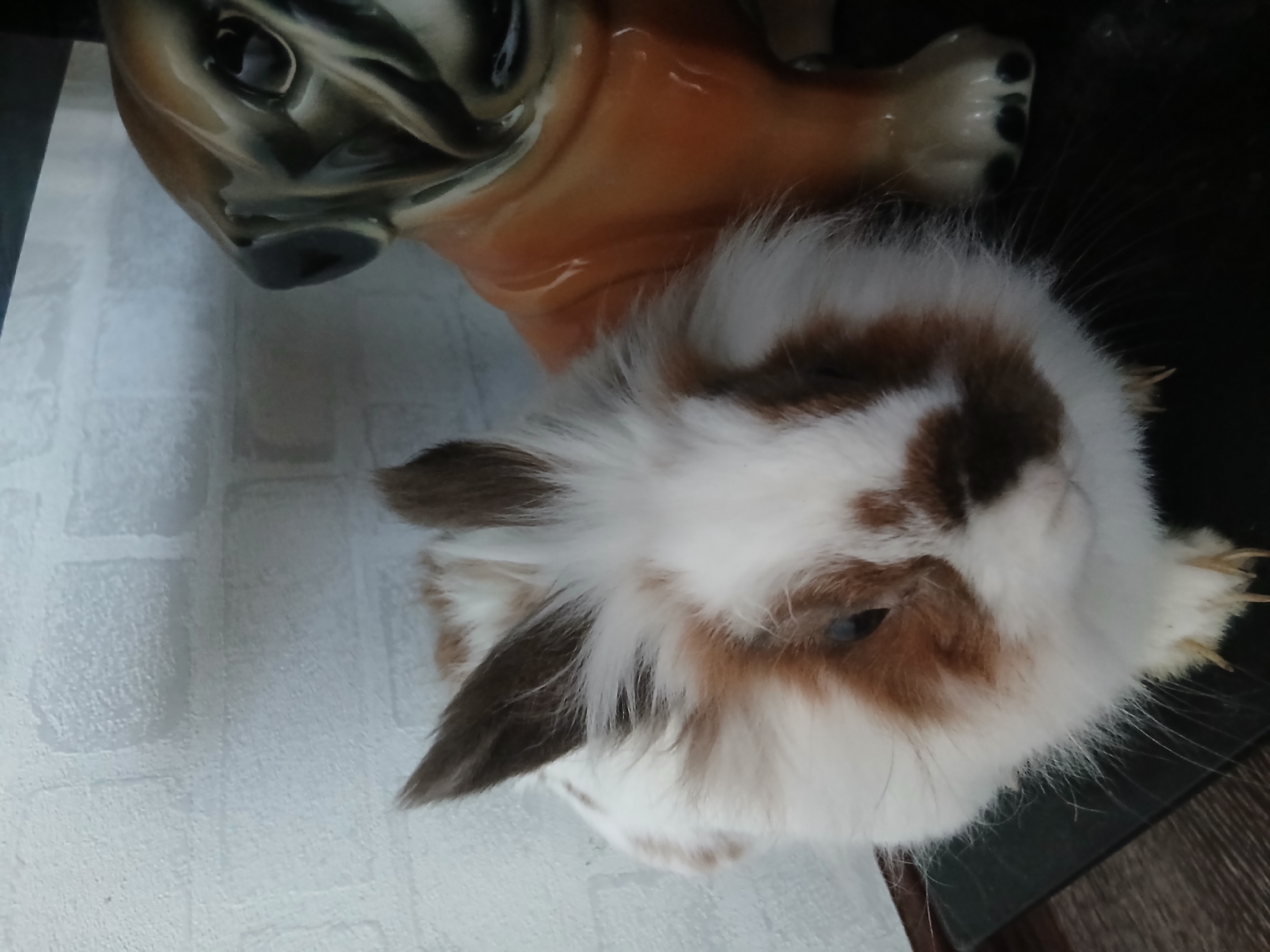 A dwarf rabbit with white and brown fur sits on a dark surface in front of a ceramic pug statue. The rabbit's ears are upright, and its fur is fluffy. The pug statue is brown and black, with a wrinkled face. A light-colored brick-patterned wall is visible behind the subjects. The image is a close-up shot, with the rabbit occupying the left half of the frame and the pug statue the right. The lighting is neutral, casting soft shadows.