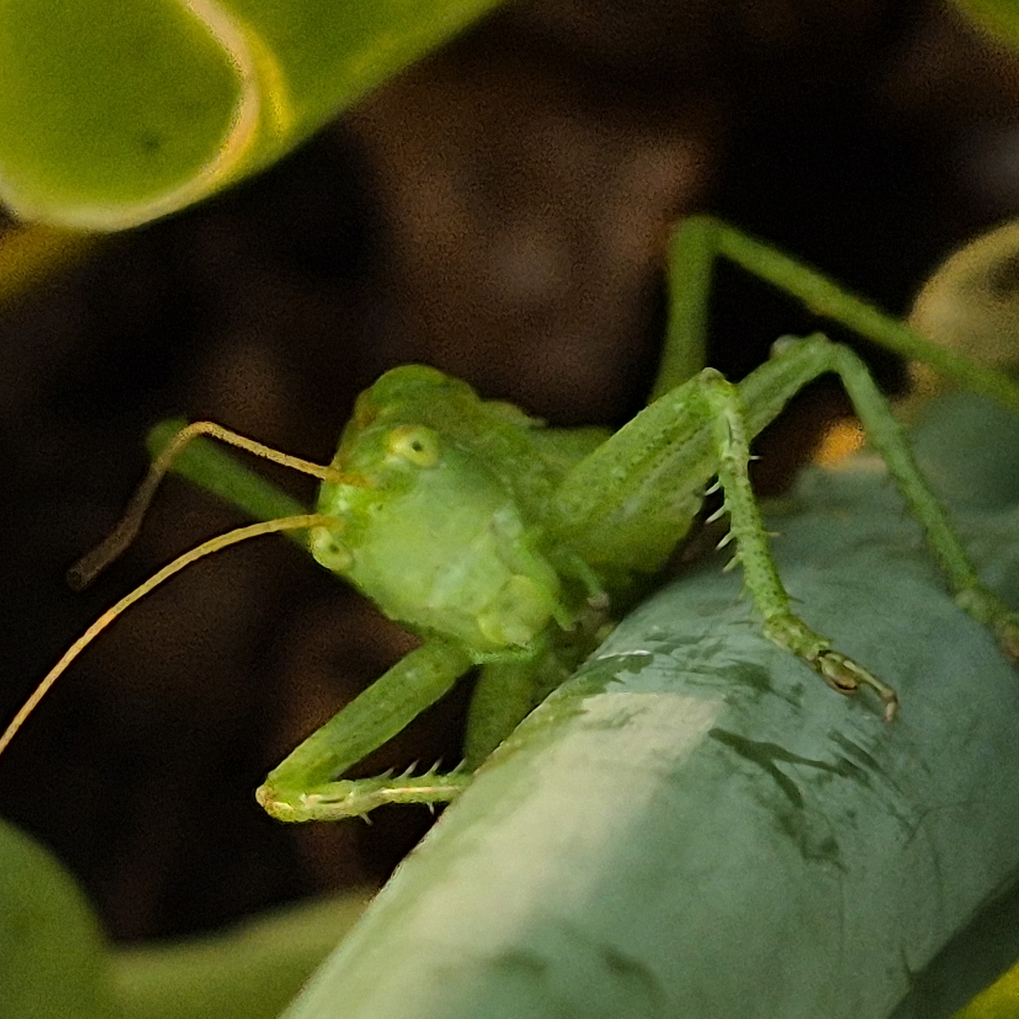 A close-up, macro photograph shows a bright green grasshopper perched on a light green leaf. The grasshopper is positioned on the left side of the frame, with its body angled towards the right. Its head is facing forward, with large, bulbous eyes and long, thin antennae extending upwards and slightly forward. The grasshopper's legs are visible, with spiky protrusions along its hind legs. The leaf it rests on has a slightly textured surface and a pale green hue. In the background, a dark, out-of-focus area suggests a shadowed environment. The lighting highlights the vibrant green of the insect and the leaf.