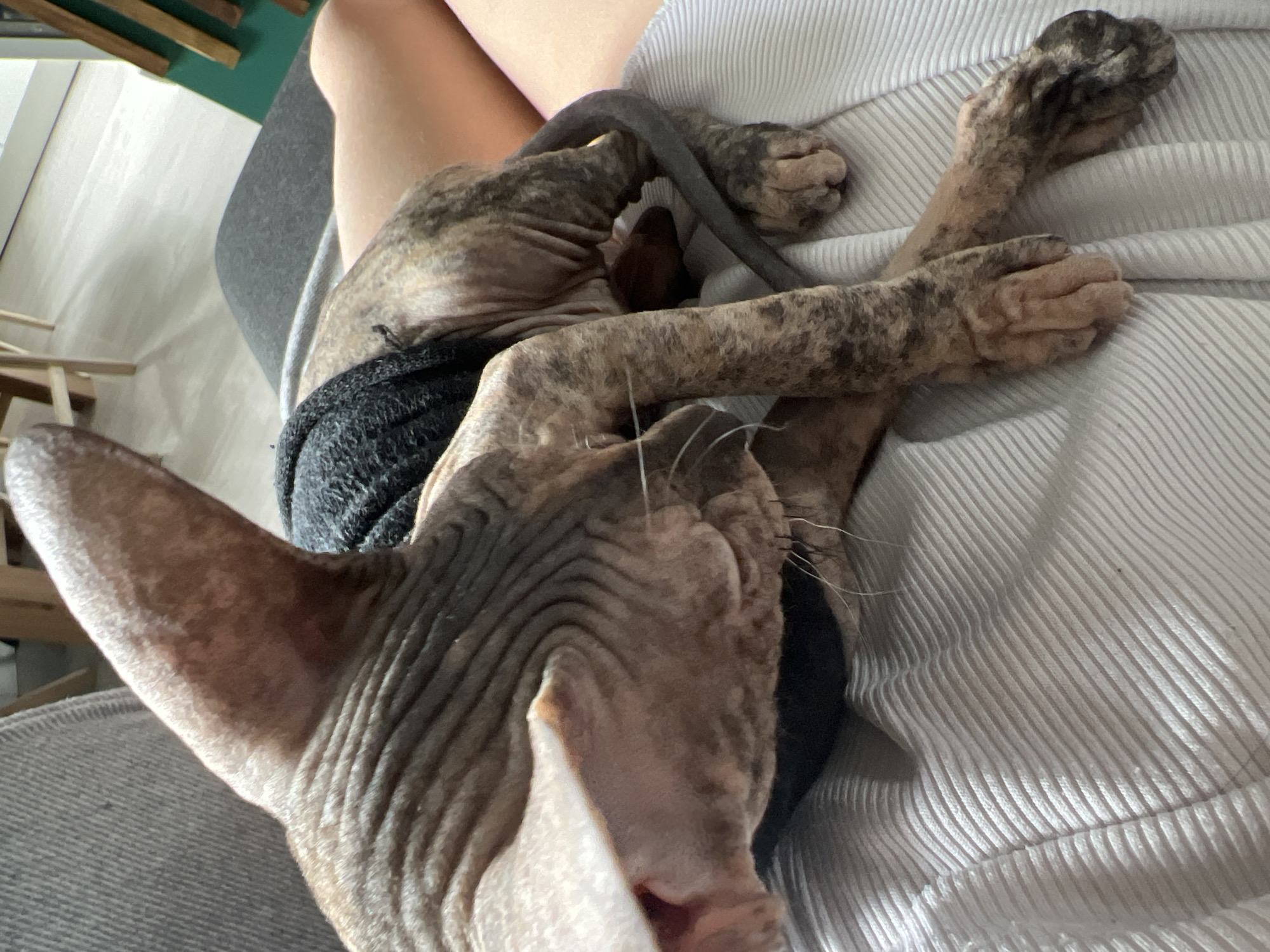 A brindle Sphynx cat lies on a person's lap. The cat is wearing a gray sweater and is lying on a white, pleated shirt. The person is sitting on a gray chair. The cat's head is close to the camera, and its ears are prominent. The cat's tail is curled around its body. The location cannot be determined from the image.
