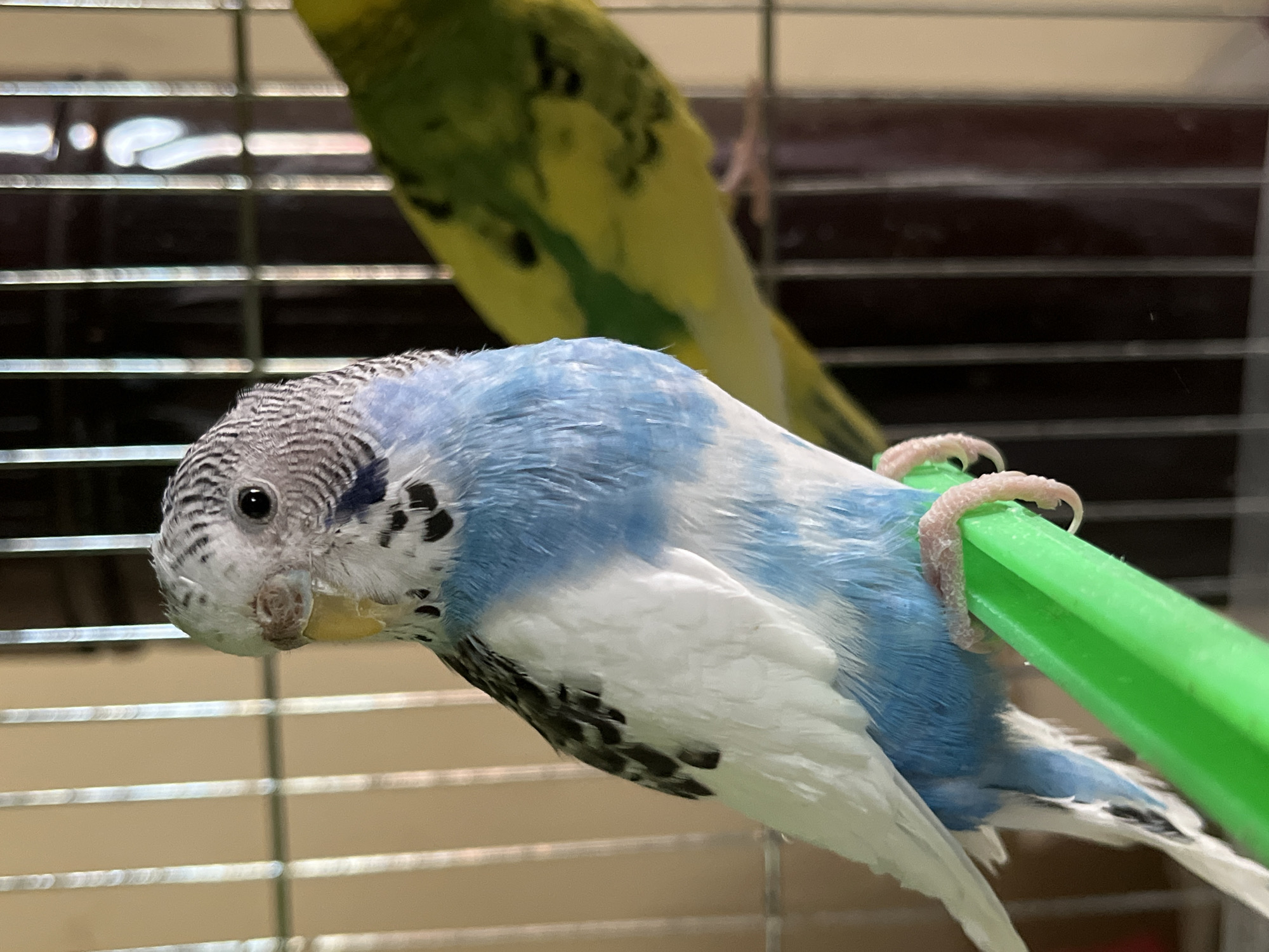 A close-up shot inside a bird cage shows a blue and white budgerigar perched on a green plastic perch. The bird's head is turned towards the viewer, revealing gray and black markings on its head. Its beak is partially open. Another budgerigar, yellow and green, is blurred in the background. The cage's metal bars are visible. The location is unknown and there is no information suggesting that the image was taken in Shumen, Bulgaria.