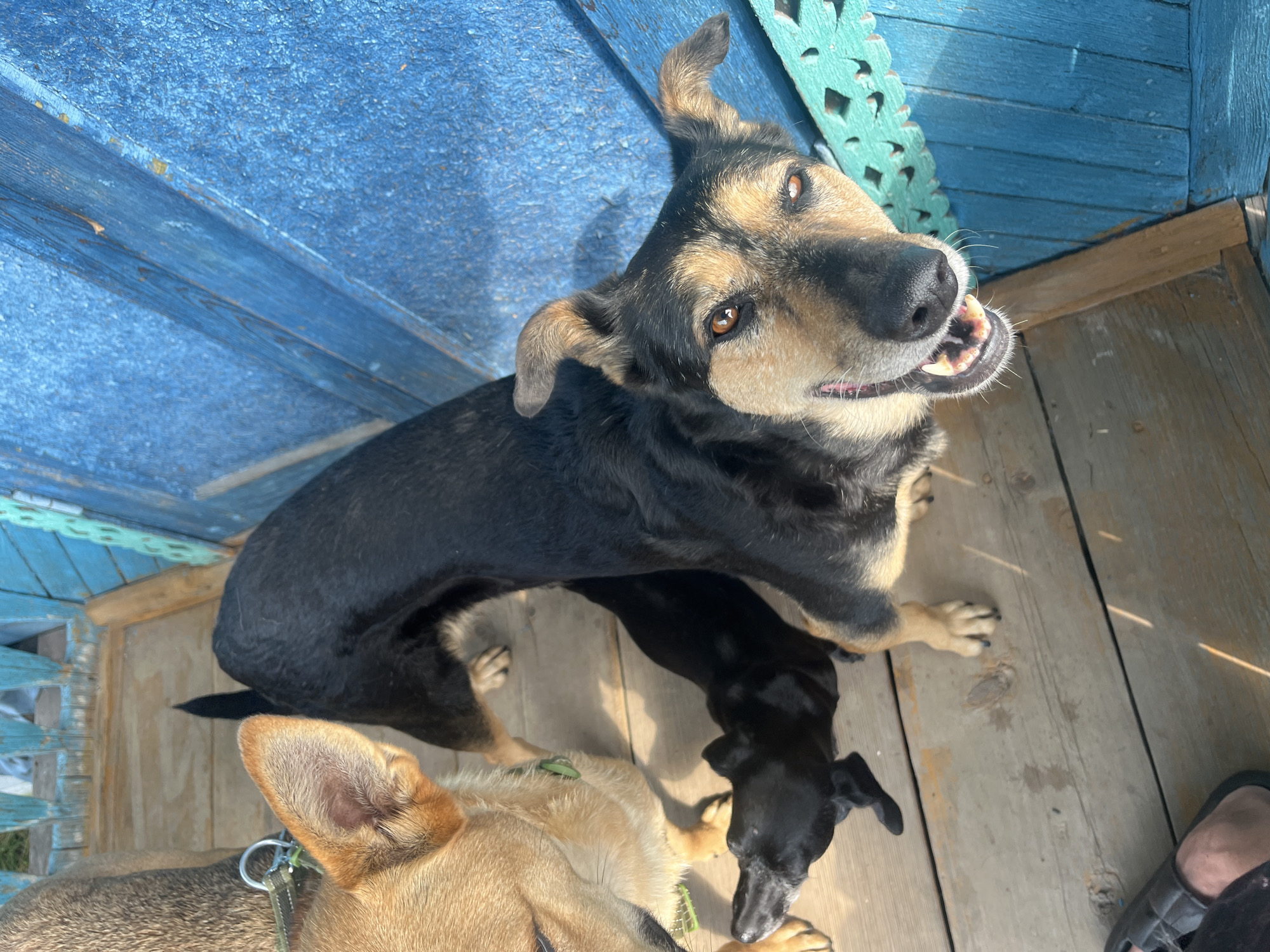 The image shows three dogs on a wooden porch. One dog, primarily black with tan markings on its face and paws, is looking directly at the camera with its mouth open, appearing to smile. Another dog, mostly tan, is partially visible on the left, with its head turned away. A smaller black dog is positioned between the two larger dogs, its head facing left. The porch is made of weathered wooden planks. To the right, there is a bright blue painted wooden structure with decorative cutouts. The lighting suggests it is daytime with strong sunlight casting shadows. The location is the city of Nizhny Tagil, Russia.
