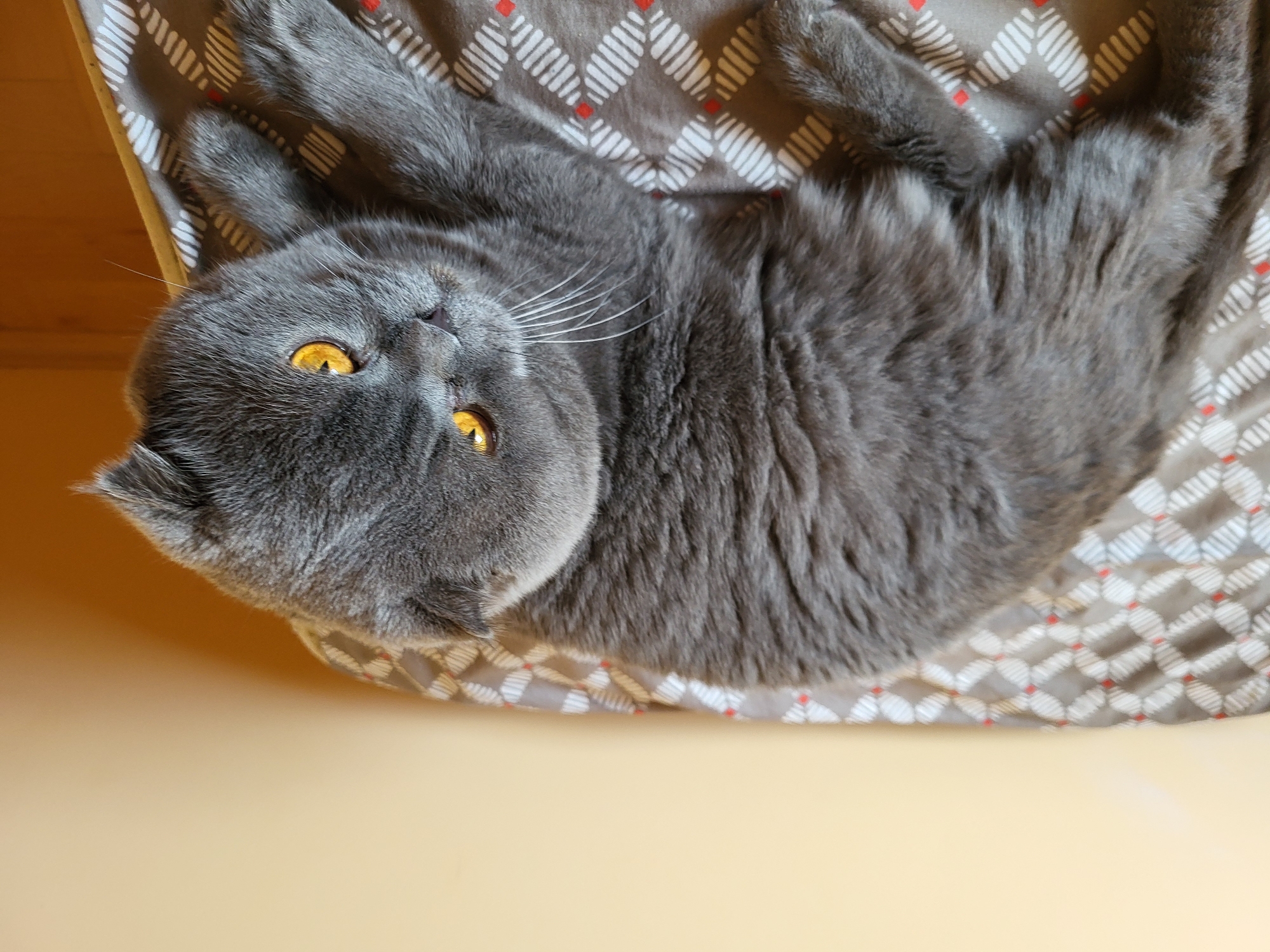 A grey Scottish Fold cat with bright orange eyes is lying on a patterned blanket. The blanket has a diamond pattern with alternating white and grey diamond shapes, outlined with thin red lines. The cat's fur appears thick and soft. The background is a plain, light orange wall. The cat is looking towards the right side of the frame.