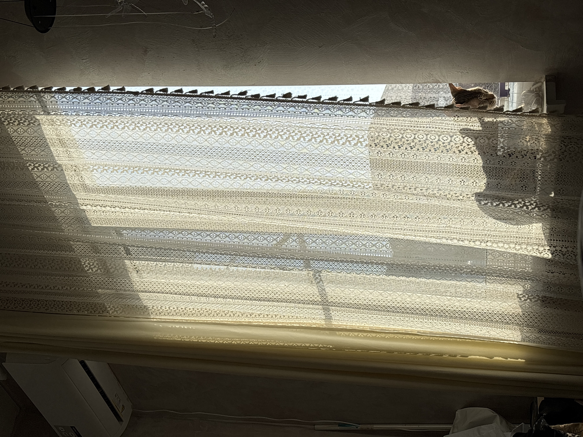 A sunlit interior scene, likely in Natukhayevskaya, Russia, shows a lace curtain partially obscuring a window. A cat is perched on top of the curtain near the window. An air conditioning unit is visible in the lower-left corner. The environment is illuminated by sunlight streaming through the window.