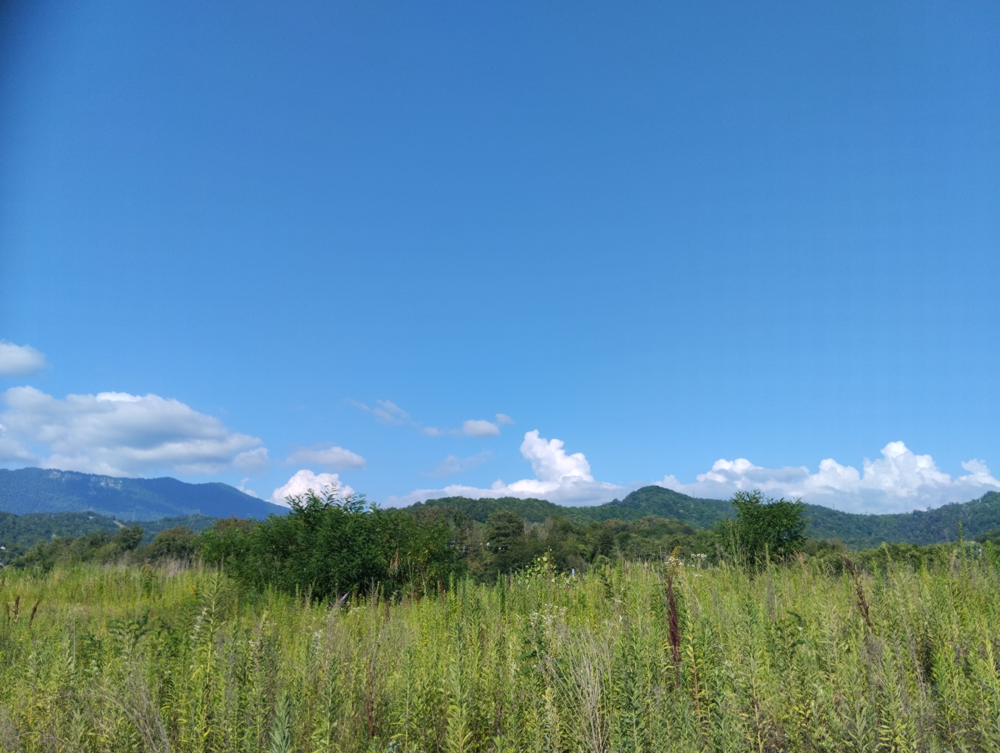 The image depicts a rural landscape under a clear blue sky with scattered white clouds. In the foreground, a dense field of tall, green grass and wildflowers stretches across the frame, with several wooden fence posts visible. Behind the field, a line of lush green trees and dense foliage forms a natural barrier, leading to rolling hills and mountains in the distance. The mountains appear covered in a mix of trees and some rocky outcrops, with the furthest peaks fading into the blue haze of the sky. The overall impression is one of a tranquil, natural environment, typical of a countryside setting. The location in Adlerskiy, Russia is not discernible from the visual information provided in the image itself.