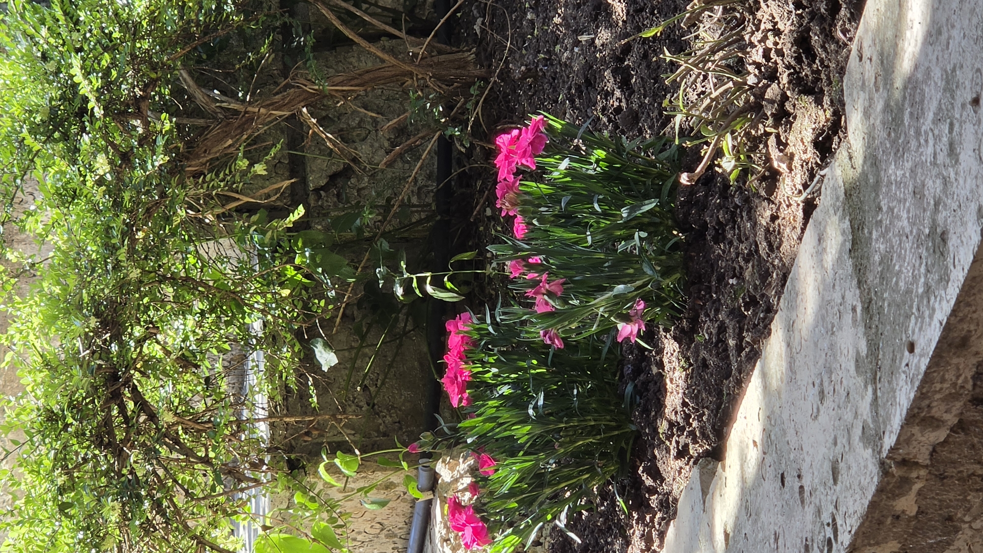 The image depicts a garden scene, likely in Rogachevo, Bulgaria, due to the prompt.
**Subjects and Objects:** The primary subjects are vibrant pink flowers growing in a bed of dark soil. Adjacent to the flowerbed is a concrete structure, possibly part of a path or wall. To the left, a dense green bush or vine grows along a stone wall.
**Environment:** The environment appears to be a garden or outdoor space. The light suggests it is daytime. The presence of stone walls and overgrown vegetation indicates a possibly old or rustic setting.
**Details:**
* The flowers are the most prominent feature.
* The soil looks freshly turned.
* The concrete structure is weathered and uneven.
* The bush/vine is thick and obscures part of the stone wall.
