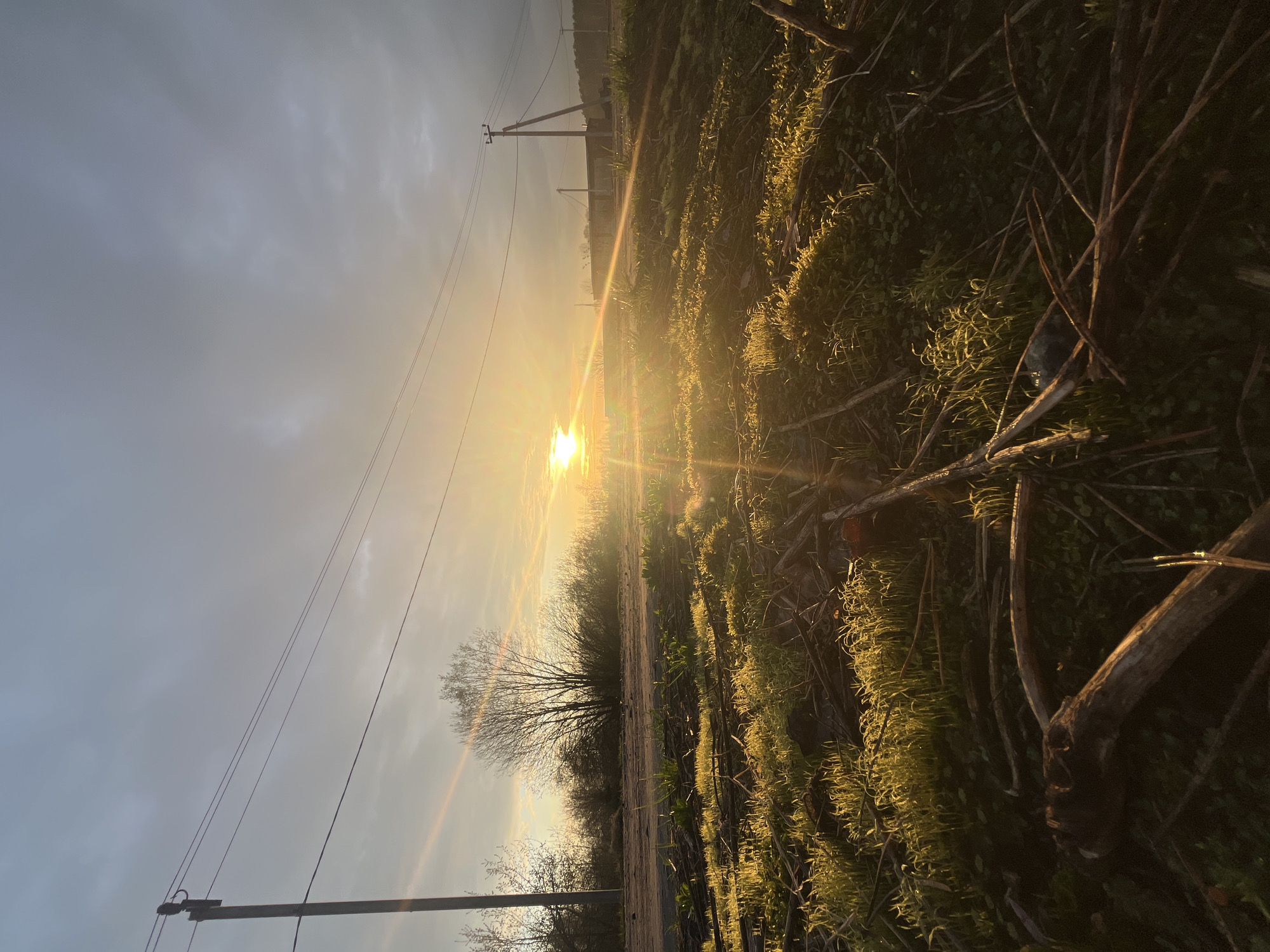 The image captures a rural landscape bathed in the warm, golden light of either sunrise or sunset. The scene is oriented vertically, with the horizon running diagonally through the frame, separating the sky from the terrestrial features.
The most prominent feature is the intensely bright sun, positioned low on the horizon, casting a strong, radiant glow that dominates the right side of the image. Its light illuminates the foreground and midground, creating long shadows and highlighting textures. The sky, especially on the left, is a muted grey-blue with soft clouds, transitioning to warmer hues where it meets the sun's radiance.
Several utility poles with power lines are visible, stretching across the sky and midground, indicating human infrastructure within this natural setting. In the midground, a notable bare tree stands, its intricate branches silhouetted against the bright background. A dirt path or unpaved road runs through the middle distance, bordered by overgrown vegetation.
The foreground is densely covered with green, grass-like plants and moss, which shimmer intensely under the direct sunlight. Numerous fallen branches and twigs are scattered among the ground cover, adding to the untamed feel of the area. The background beyond the path is somewhat indistinct, suggesting distant land or structures.
The overall atmosphere is peaceful and serene, emphasizing the beauty of the "golden hour" light. No people or activities are visible. There is no discernible text in the image. The setting is consistent with the rural location of Razdolye, Russia.