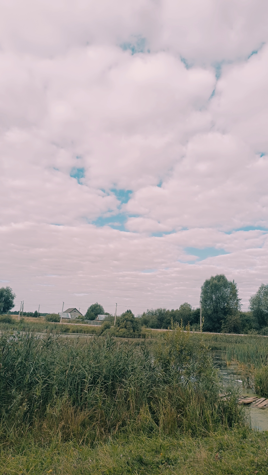 This is a photograph of a rural landscape on a cloudy day. In the foreground, tall green grass and reeds dominate the scene, with some dry stalks mixed in. Beyond the vegetation, a body of water, possibly a pond or slow-moving river, is visible. A small, rustic wooden walkway is partially submerged in the water on the right side of the frame. In the middle ground, several trees and a line of dense green foliage form a backdrop. In the distance, a road runs horizontally across the image, with a few houses and wooden fences situated behind it. Power lines and poles are also visible scattered throughout the landscape. The sky is filled with a thick layer of light pinkish-white clouds, with occasional patches of blue sky showing through. The overall impression is one of a serene, natural setting, likely in a village or countryside area of Karsha, Russia. There are no people or animals present in the image.