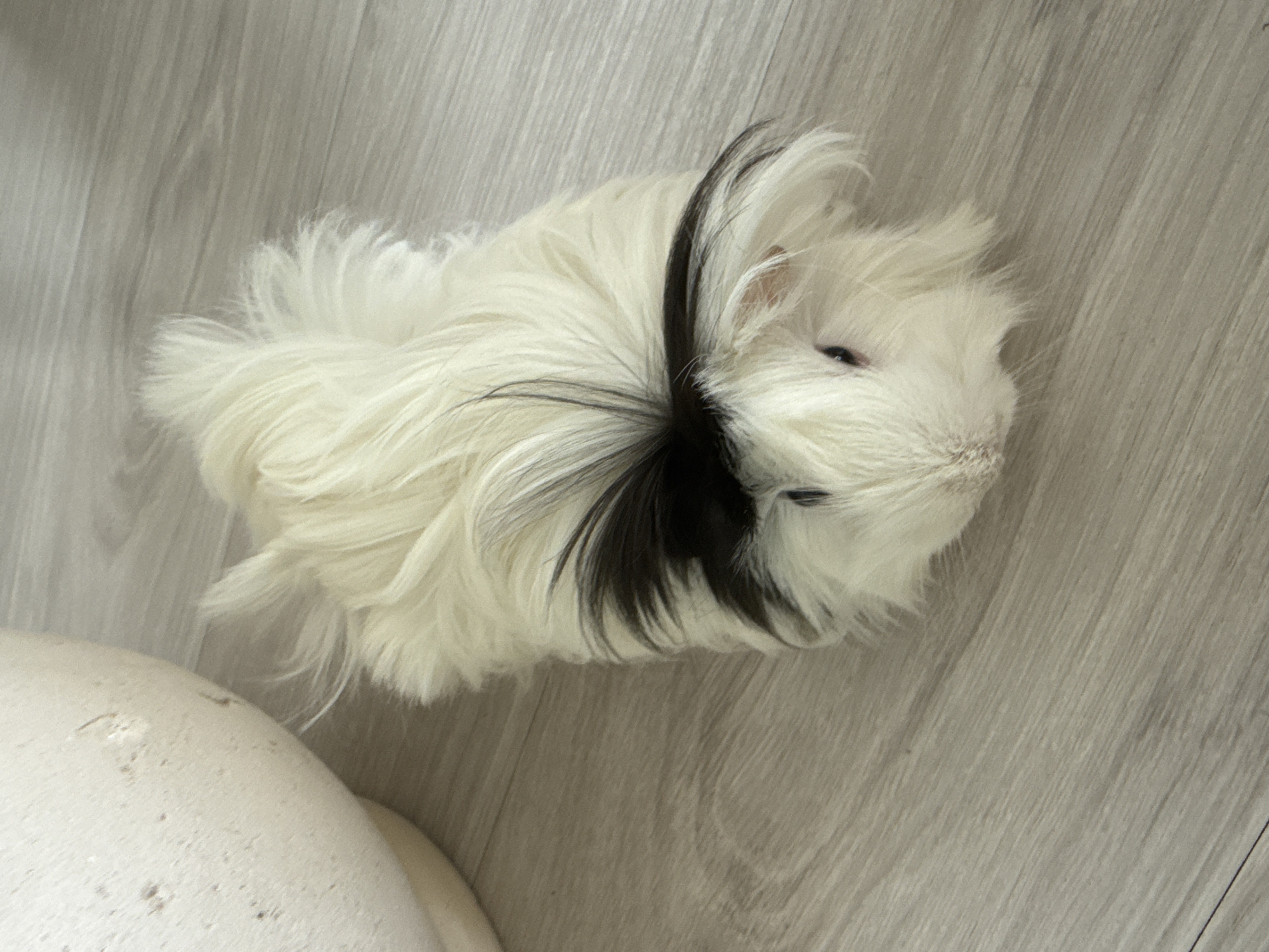 A fluffy, black and white guinea pig is lying on a light-colored wooden floor. The guinea pig's fur is long and shaggy, with a distinctive black patch on its head. It has small, dark eyes and a pink nose. To the left of the guinea pig, a large, off-white, round object, possibly a planter, is partially visible. The floor has a wood grain pattern. The lighting suggests an indoor environment, possibly a home in Almaty, Kazakhstan, though no specific landmarks or identifying features of the city are present in the image.