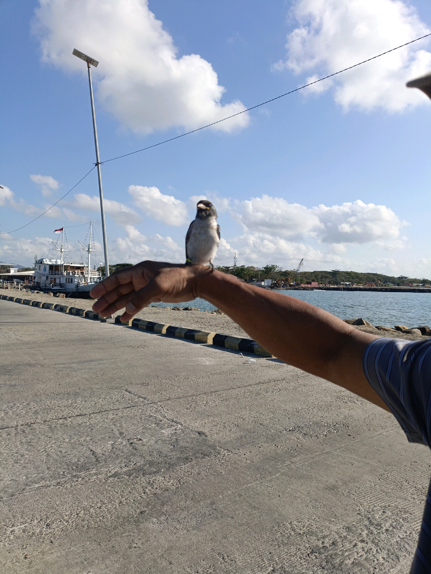 A small bird perches on a person's open hand, which is extended towards the camera. The person's arm and shoulder are visible in the foreground, suggesting they are holding the camera. The scene is set on a paved pathway, likely at a harbor, as a large white boat with multiple masts is docked in the background. The water is calm, and the sky is blue with scattered white clouds. A tall lamppost is visible to the left of the frame. The location is specified as Bulukumba, Indonesia.