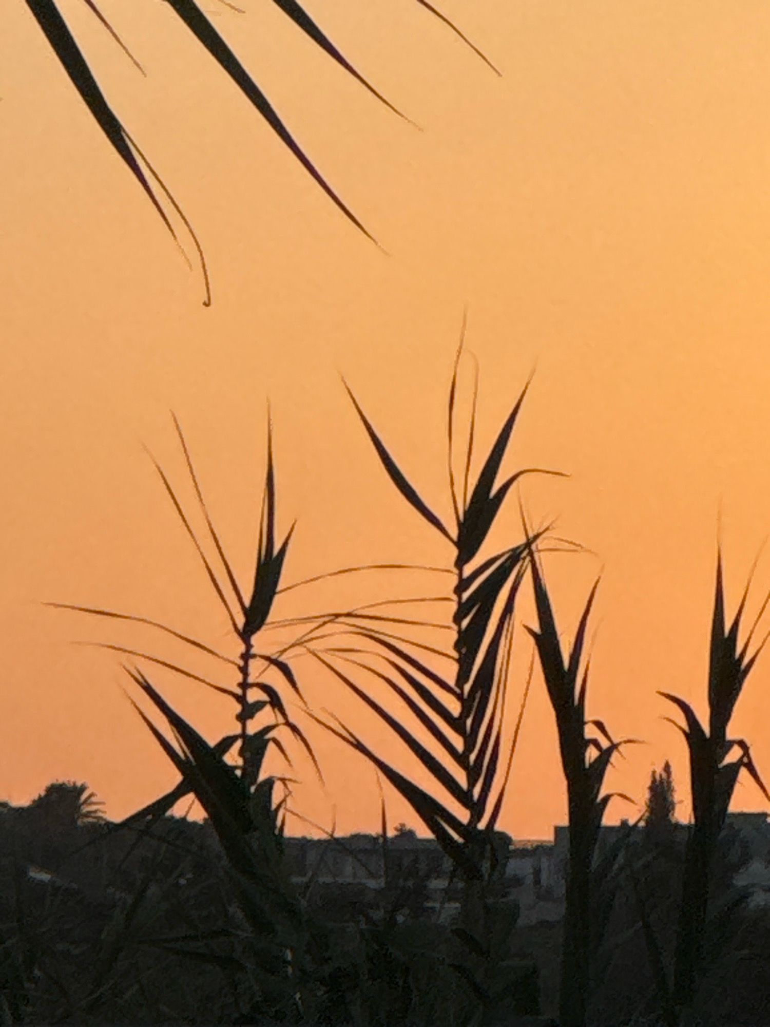 The image depicts a silhouette of tall grass or reeds against an orange sunset sky. The foreground is dominated by the dark, spiky leaves of the plants, some of which are quite large and detailed, while others are thinner and more wispy. In the background, a blurred line of low-rise buildings and trees can be discerned against the warm gradient of the sky. The overall impression is one of a natural landscape meeting a settled area during twilight. The setting appears to be the municipality of Germasogeia, Cyprus, given the context provided. No people or explicit actions are visible in the scene; it is a still landscape.