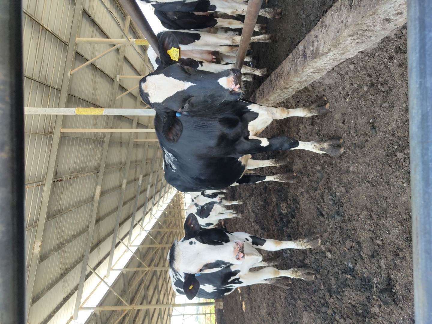 In a cowshed at the Yoav Regional Council in Israel, a black and white cow stands prominently in the foreground, its head turned towards the camera. The cow has a yellow tag on its ear with the number "3304" printed on it. Behind it, more black and white cows are visible, standing in muddy terrain within the covered structure. The shed features a metal roof supported by metal beams and columns. The overall environment appears to be a functional farm setting.