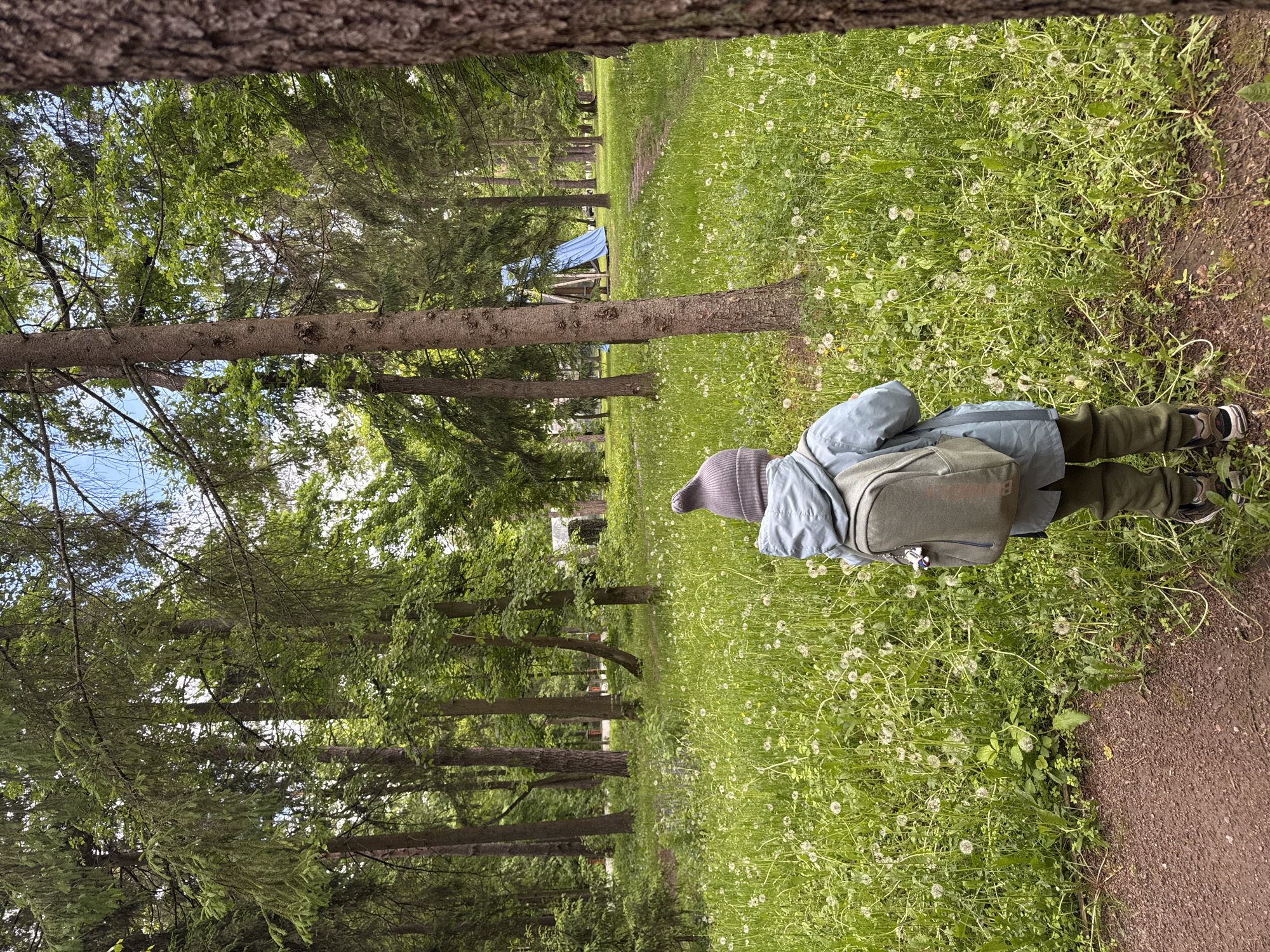 The image depicts a child standing on a grassy area next to a dirt path in what appears to be a park setting. The child is wearing a light blue jacket, olive green pants, a grey knit hat, and black sneakers, and has a green backpack. The grassy area is covered with dandelions, both yellow and white, in their seed stage. Trees surround the grassy area, and in the background, a blue structure, possibly a tent or tarp, is visible. The location appears to be a natural area or park within the city of Vnukovo, Russia.