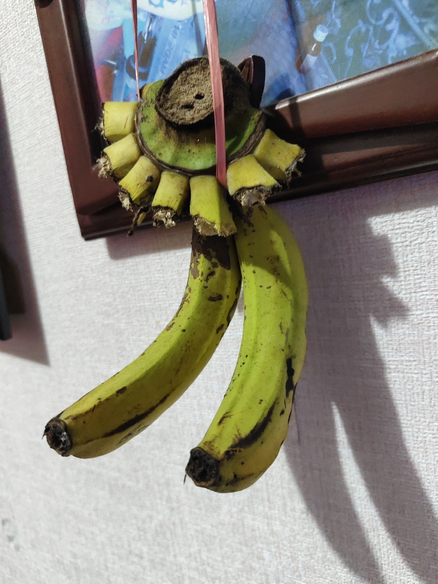 A bunch of two unripe green bananas is hanging by a pink string. The bananas are attached to a circular piece of the banana plant that has several small, yellow, dried-out segments. This is hanging from a brown picture frame that is mounted on a textured, off-white wall. The scene is indoors.